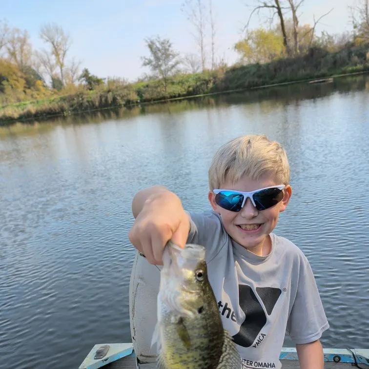 White crappie caught on Fishbrain