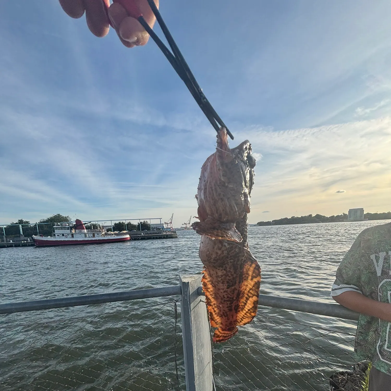 The most recent Oyster toadfish catches on Fishbrain