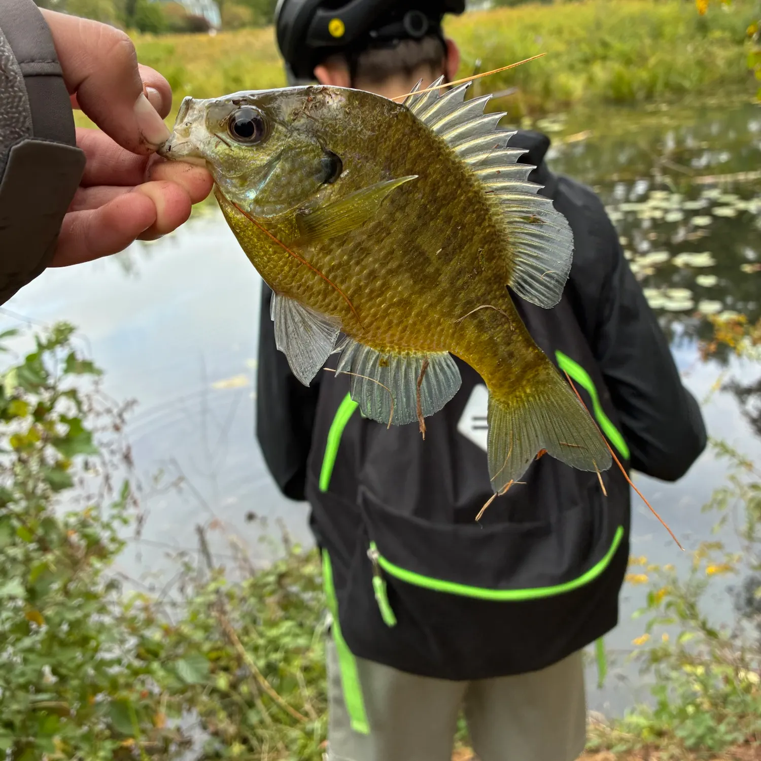 Bluegill caught on Fishbrain