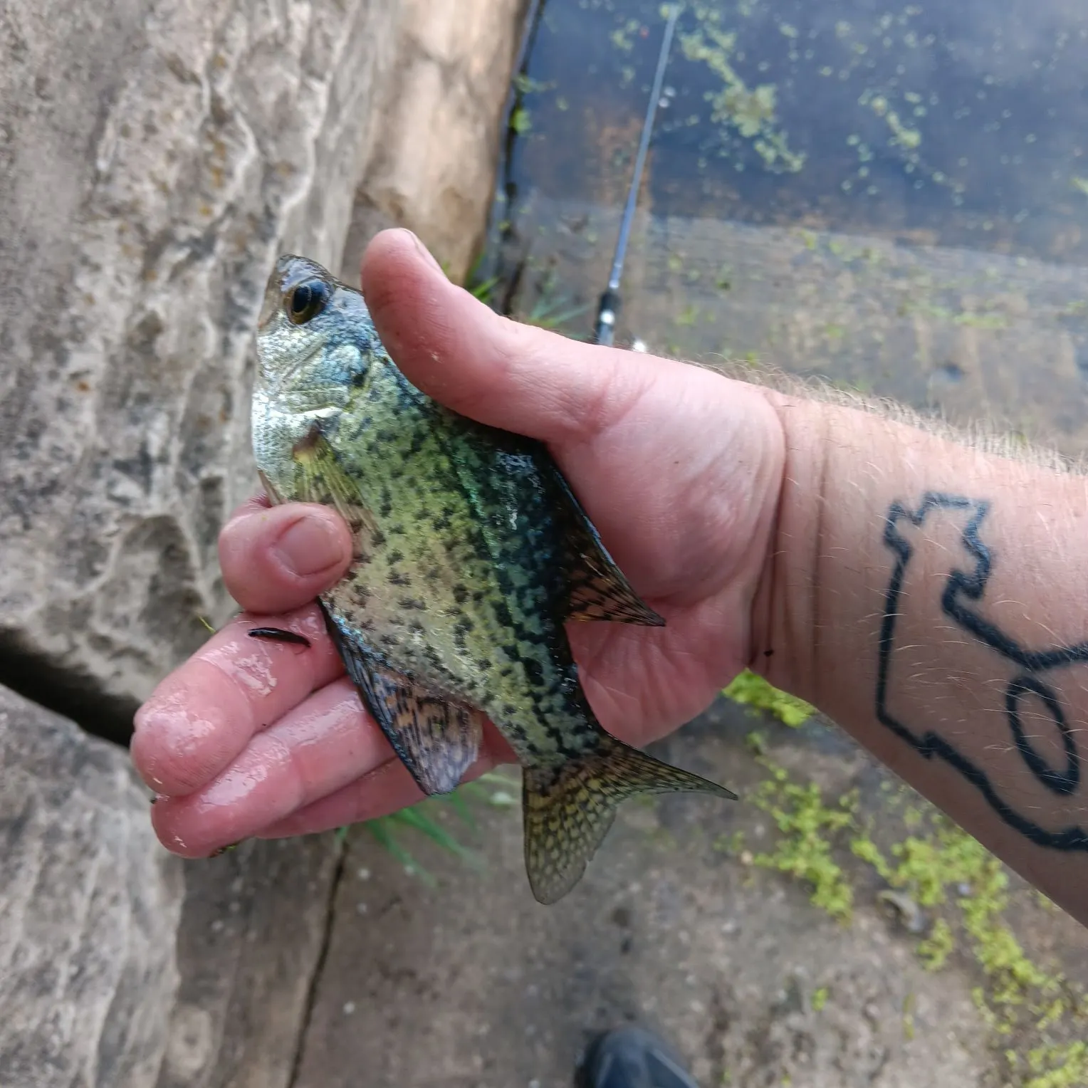 Black crappie caught on Fishbrain