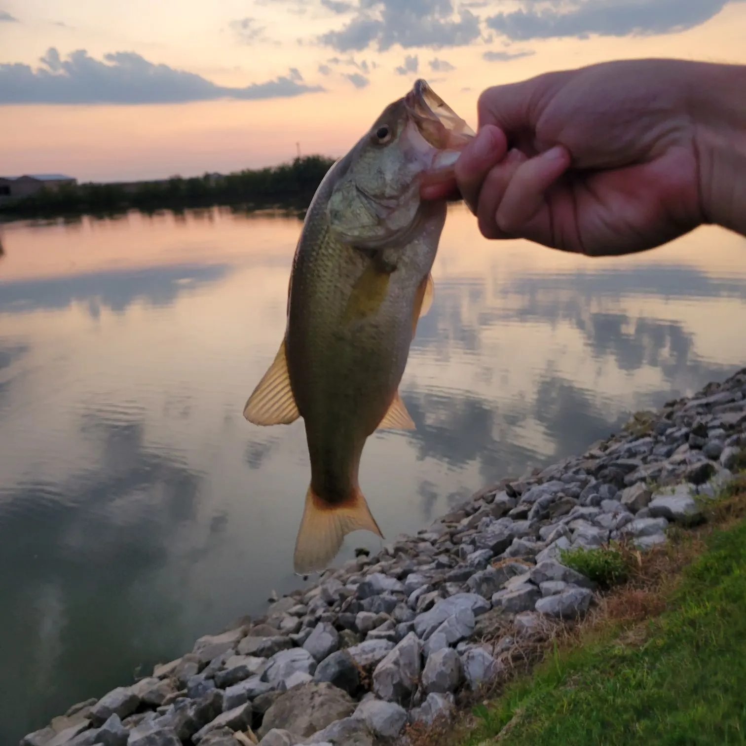 Largemouth bass caught on Fishbrain