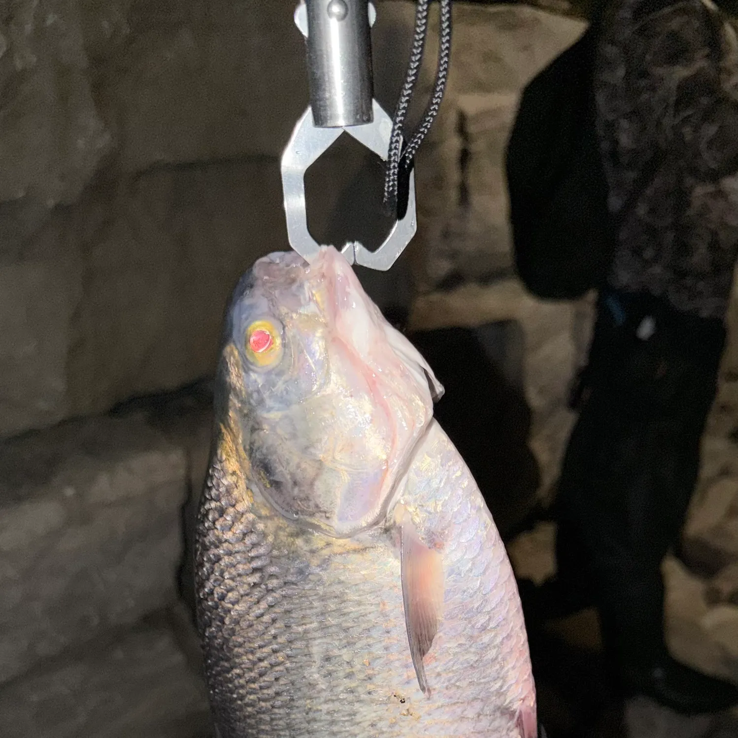 The most recent Goldeye catches on Fishbrain
