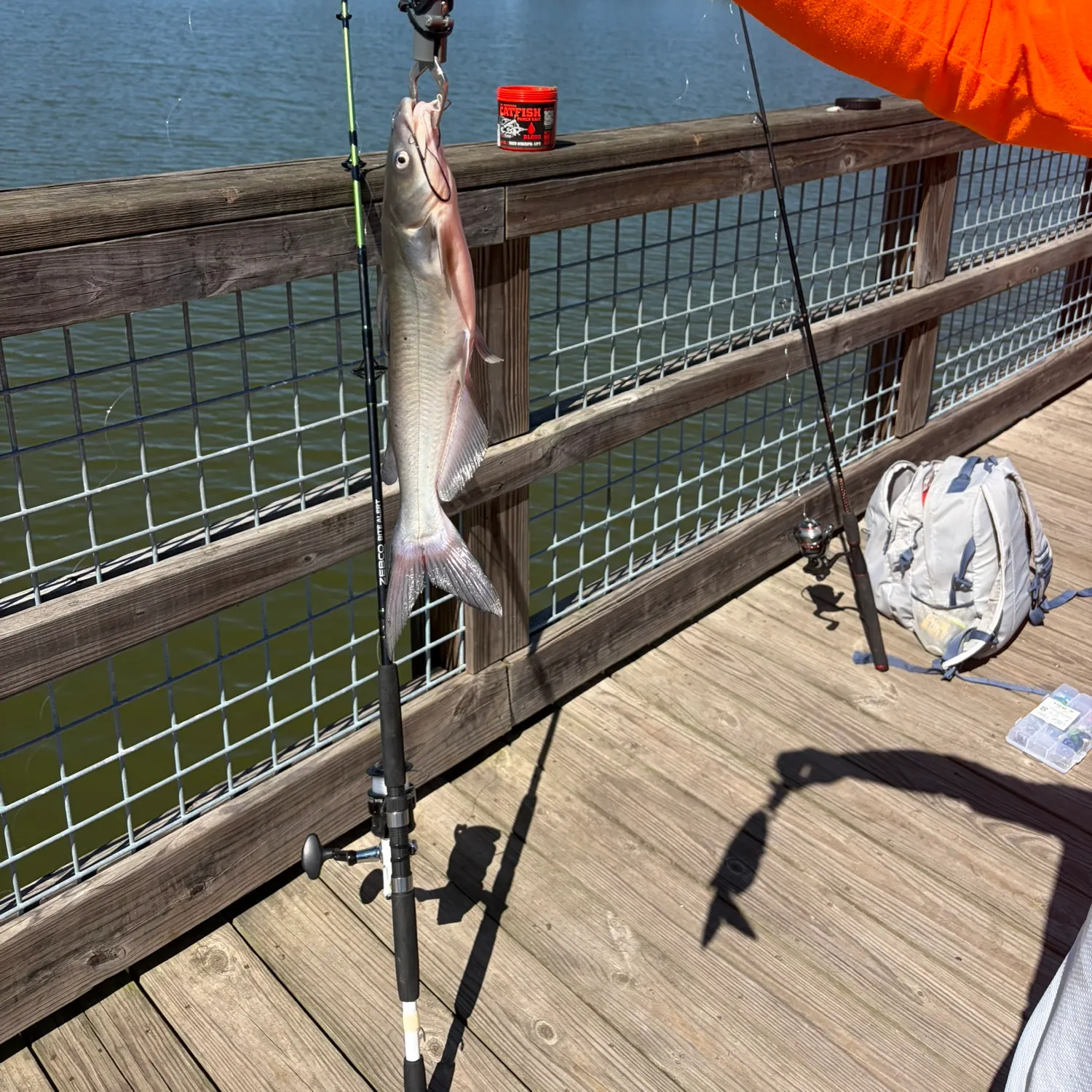 Channel catfish caught on Fishbrain