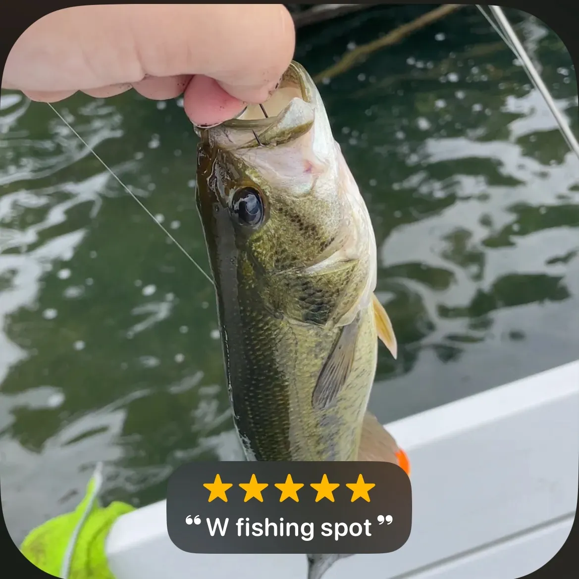 recently logged catches