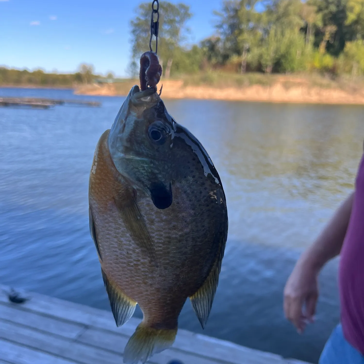 Bluegill caught on Fishbrain