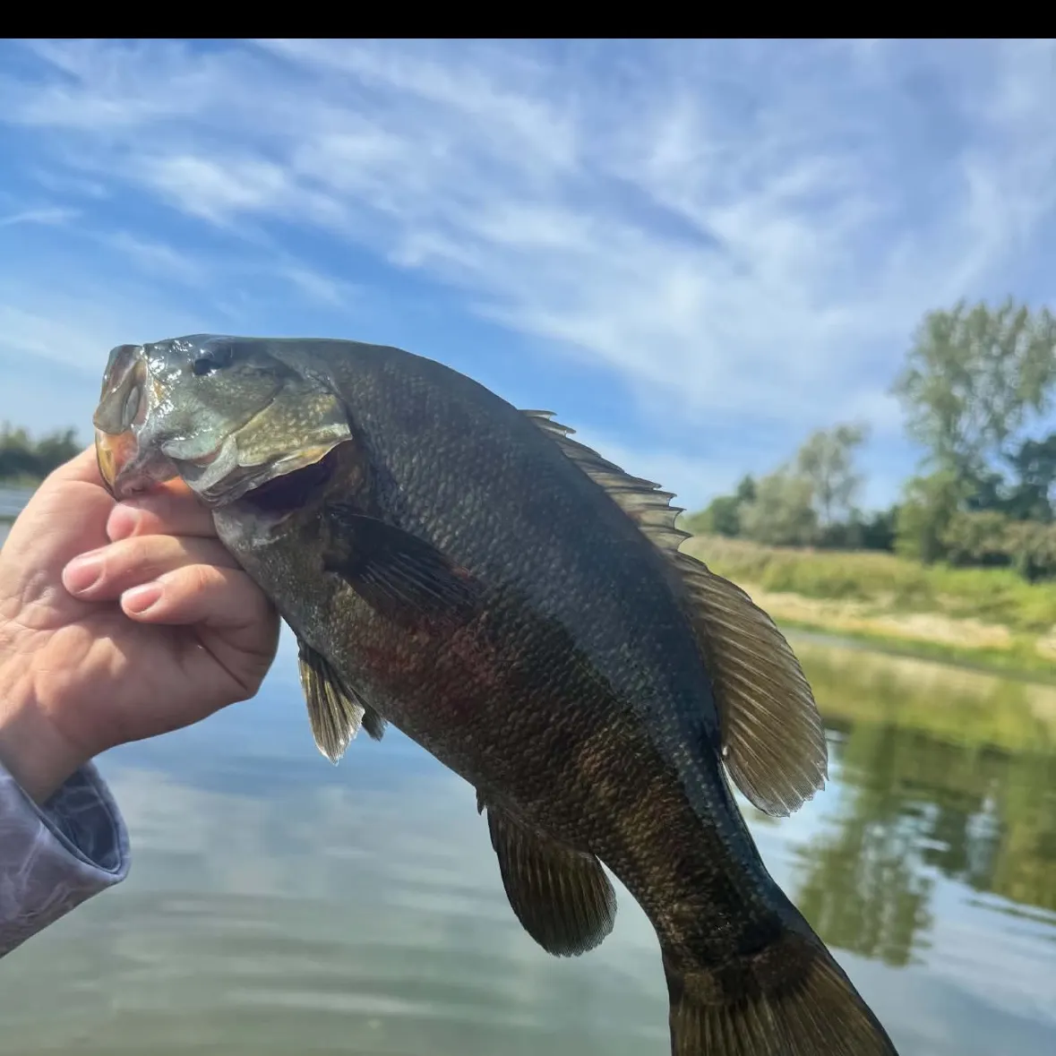 Smallmouth bass caught on Fishbrain