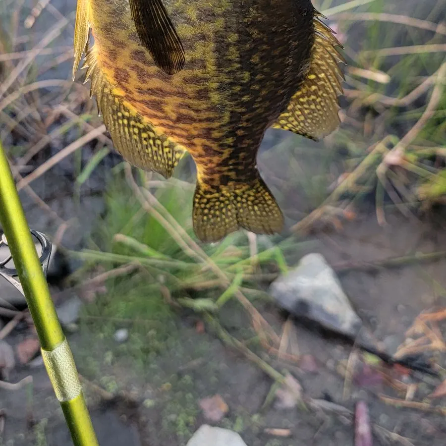 The most recent Black crappie catches on Fishbrain