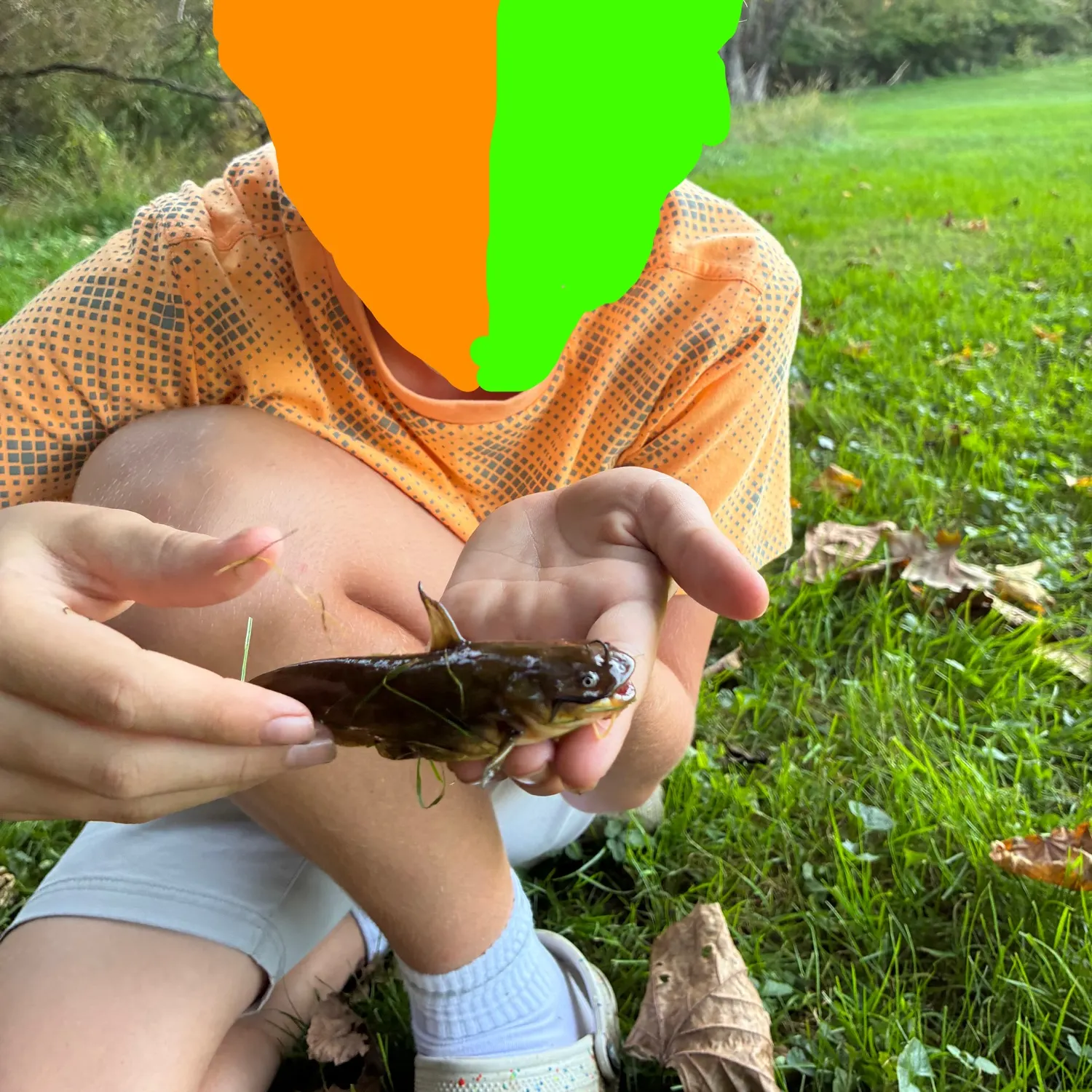 Black bullhead caught on Fishbrain