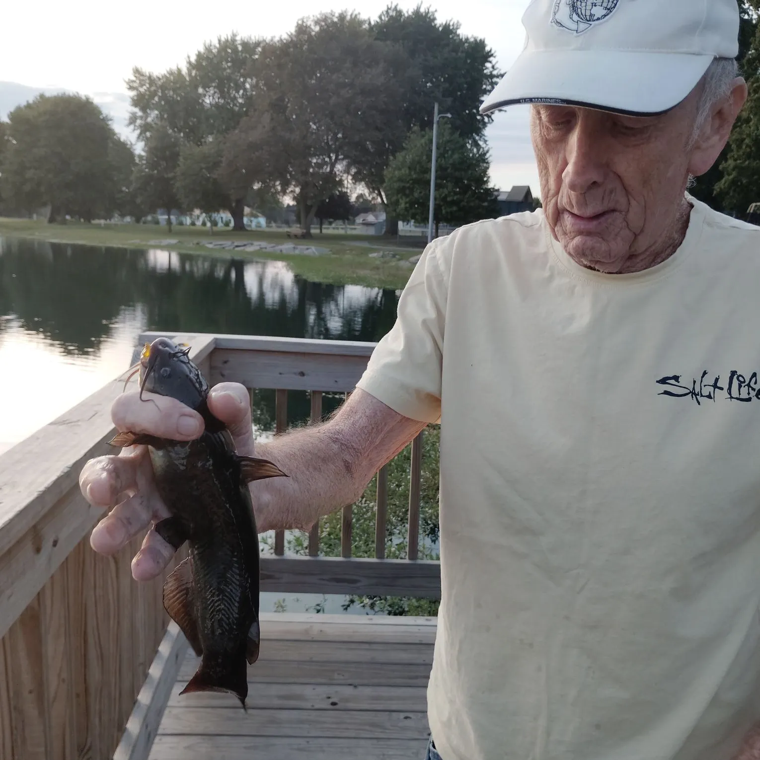 Black bullhead caught on Fishbrain