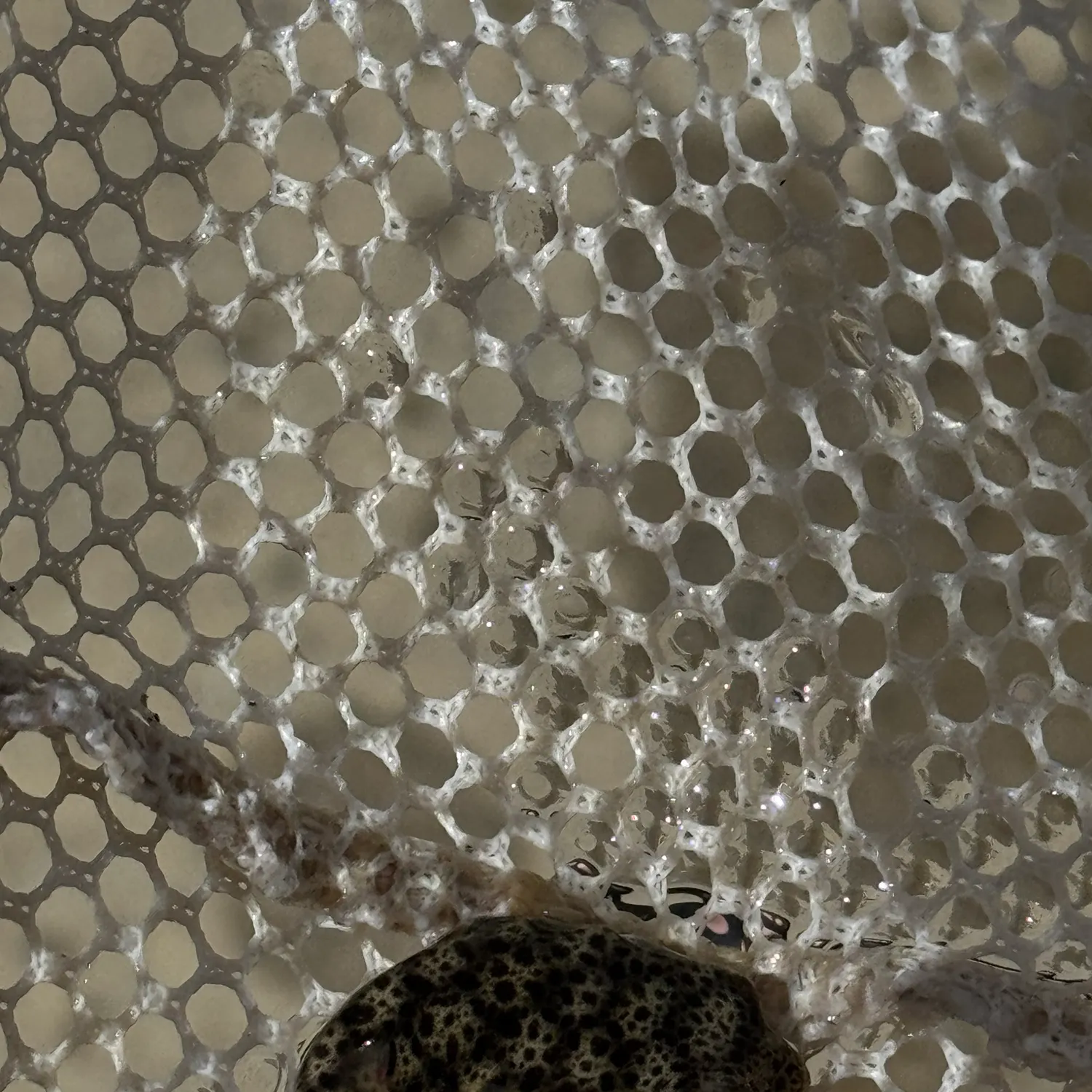 The most recent Common toadfish catches on Fishbrain