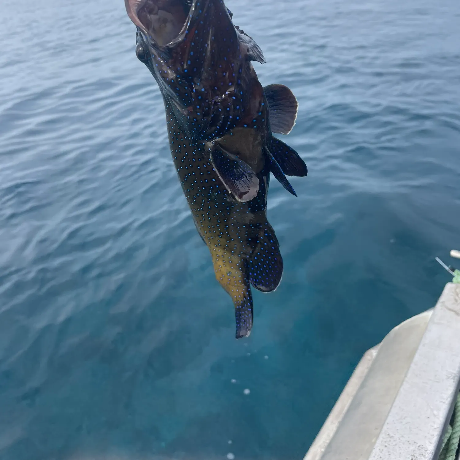 The most recent Peacock hind catches on Fishbrain