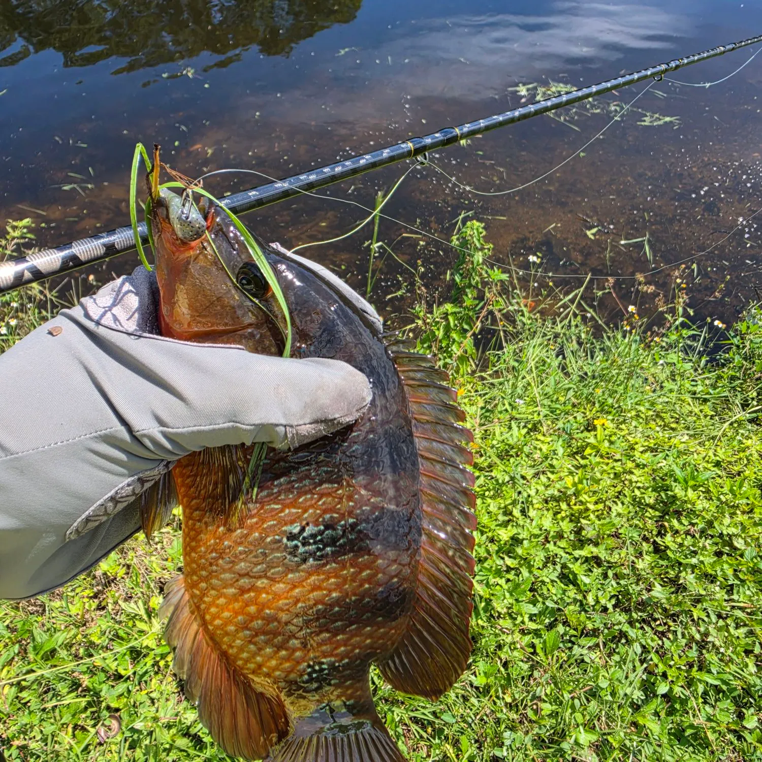 Mayan cichlid caught on Fishbrain