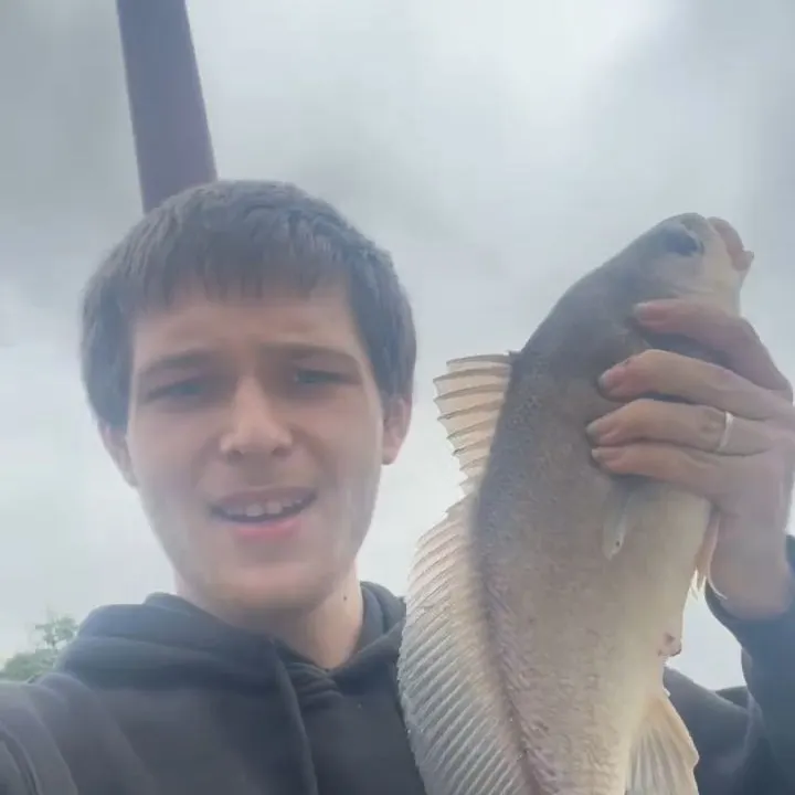 Freshwater drum caught on Fishbrain