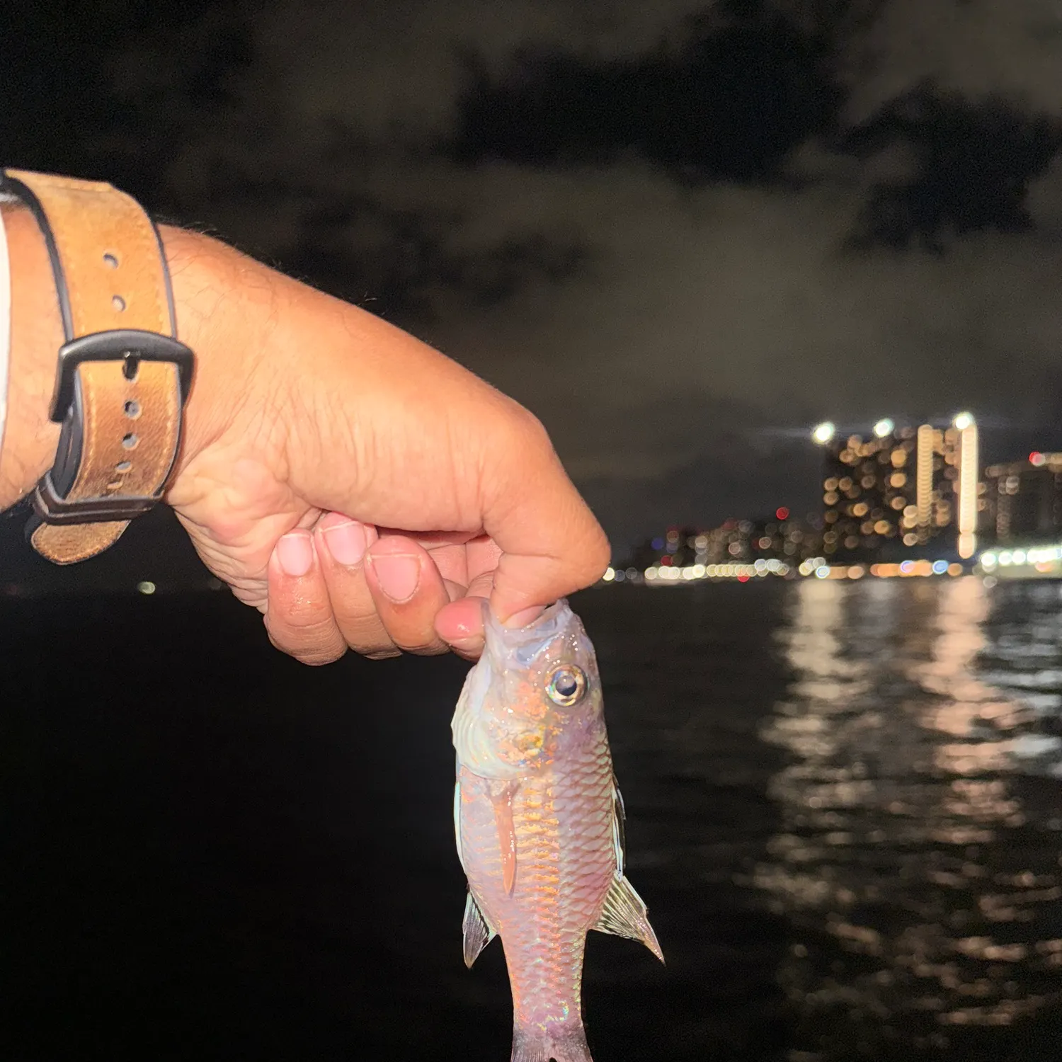 The most recent Common squirrelfish catches on Fishbrain