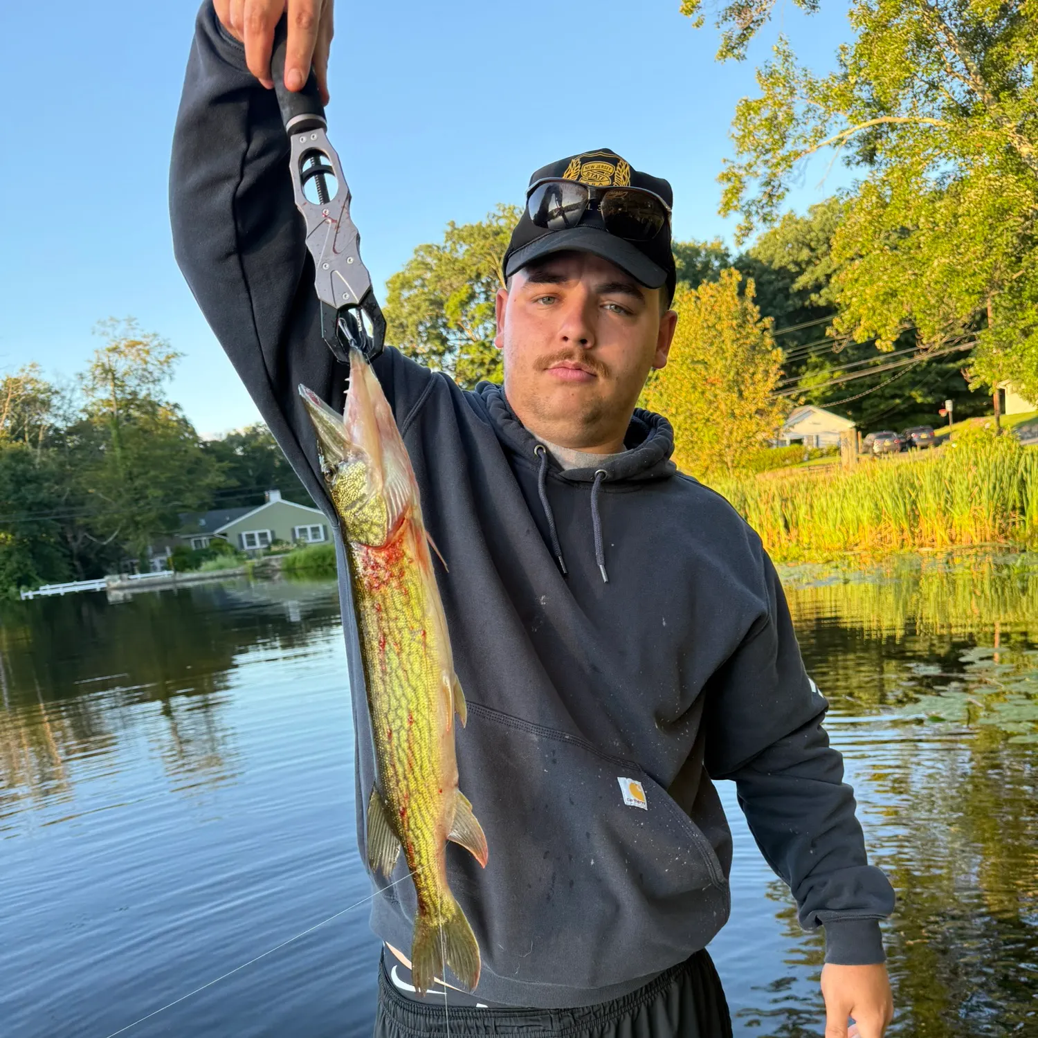 Chain pickerel caught on Fishbrain
