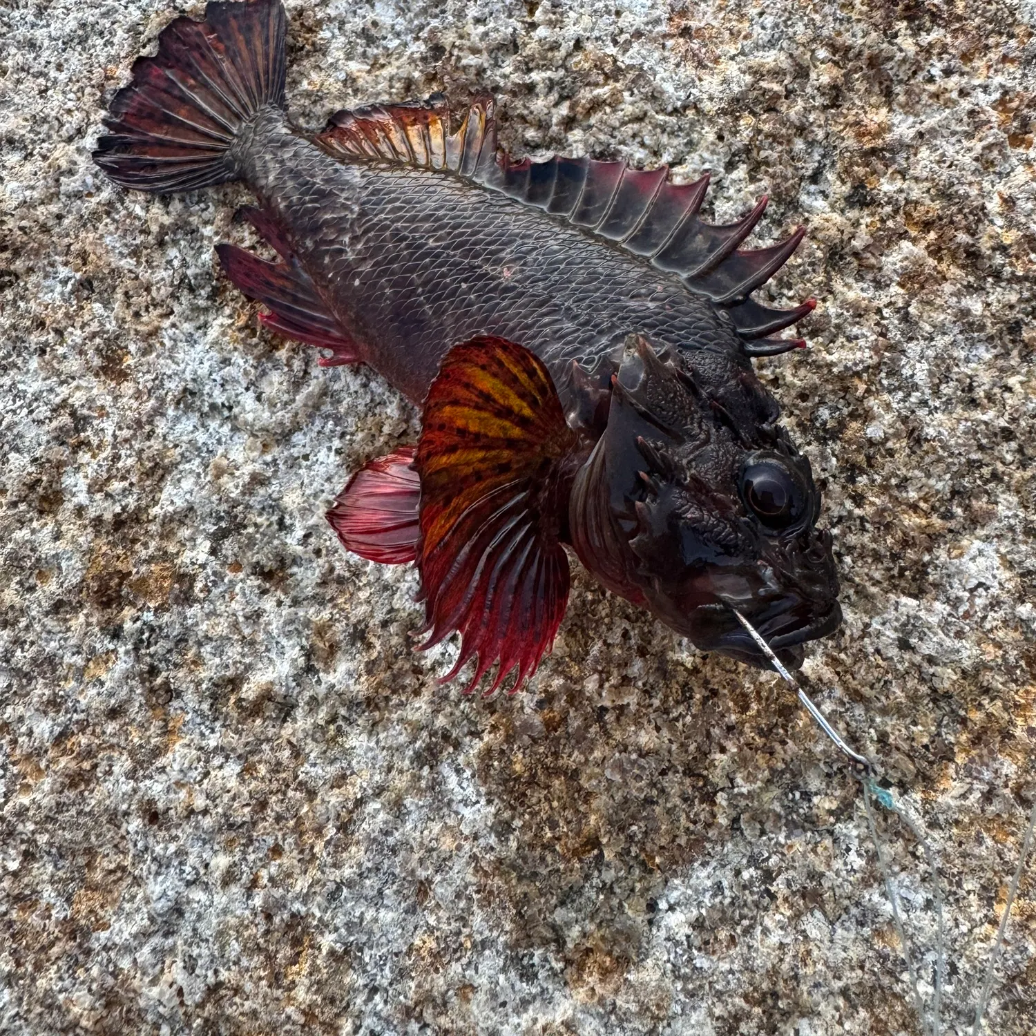 recently logged catches