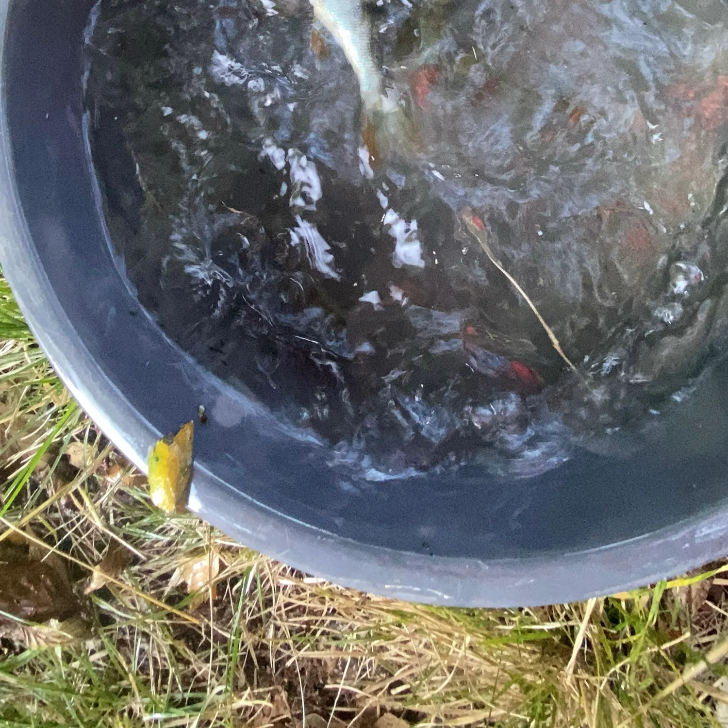 Fish caught on Fishbrain