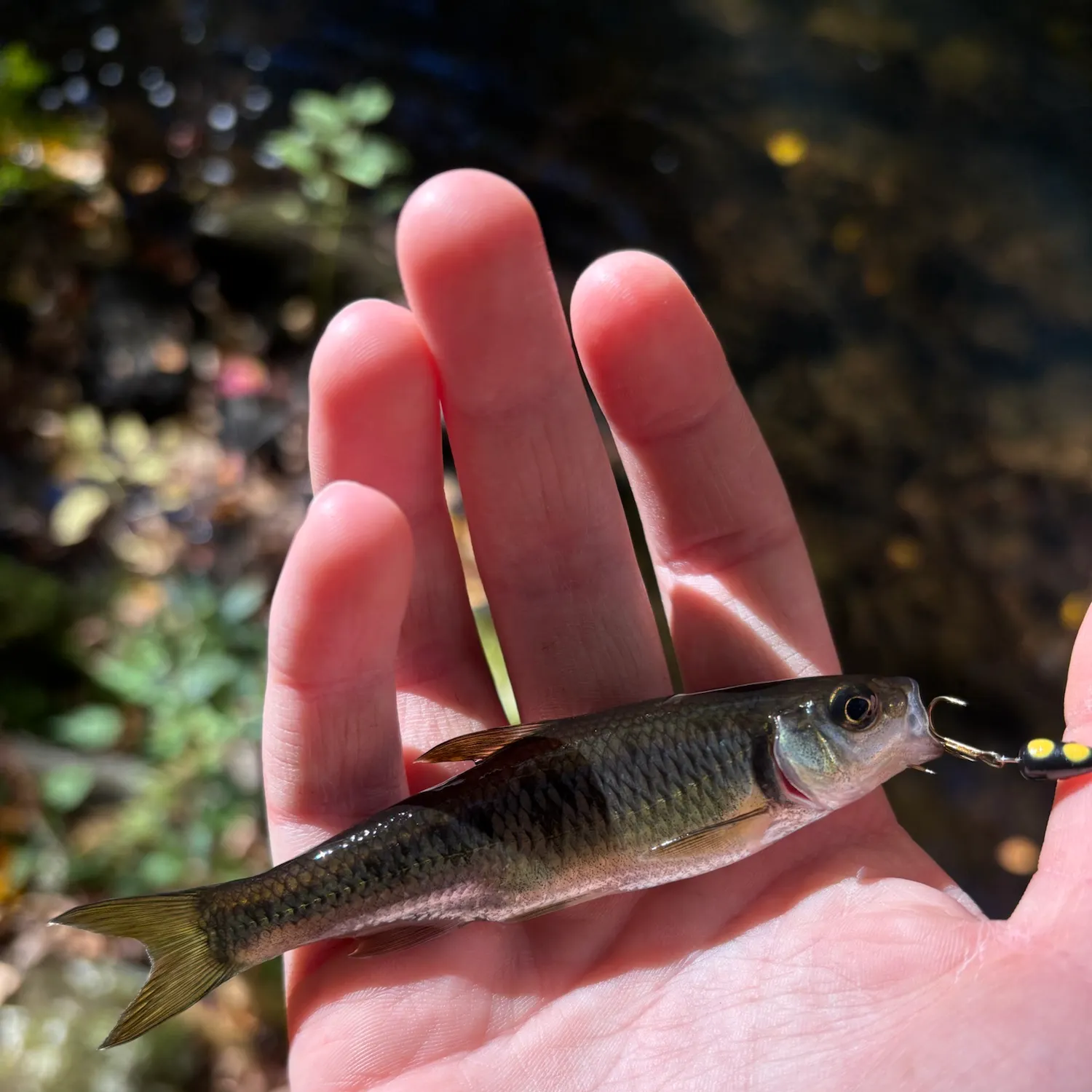 Common shiner caught on Fishbrain