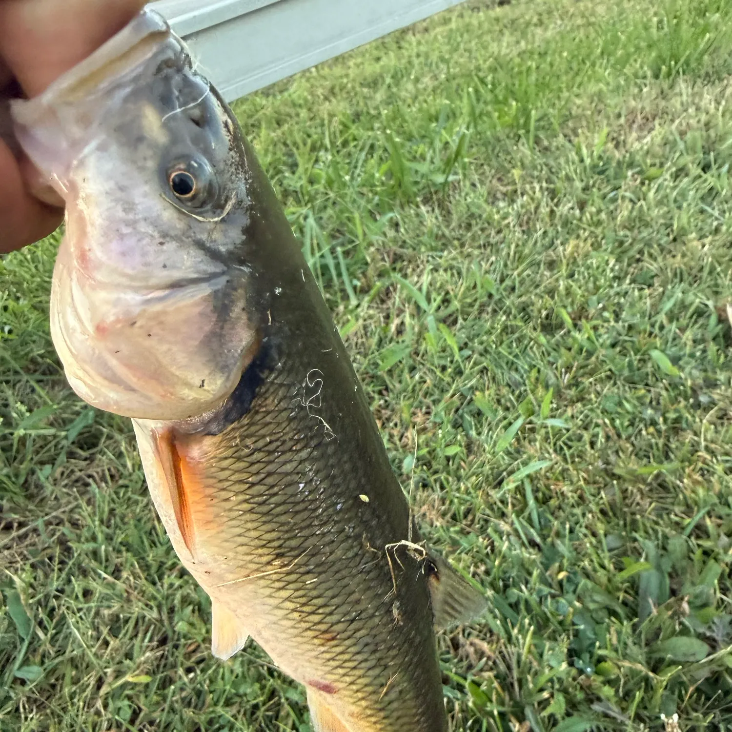 The most recent Hornyhead chub catches on Fishbrain