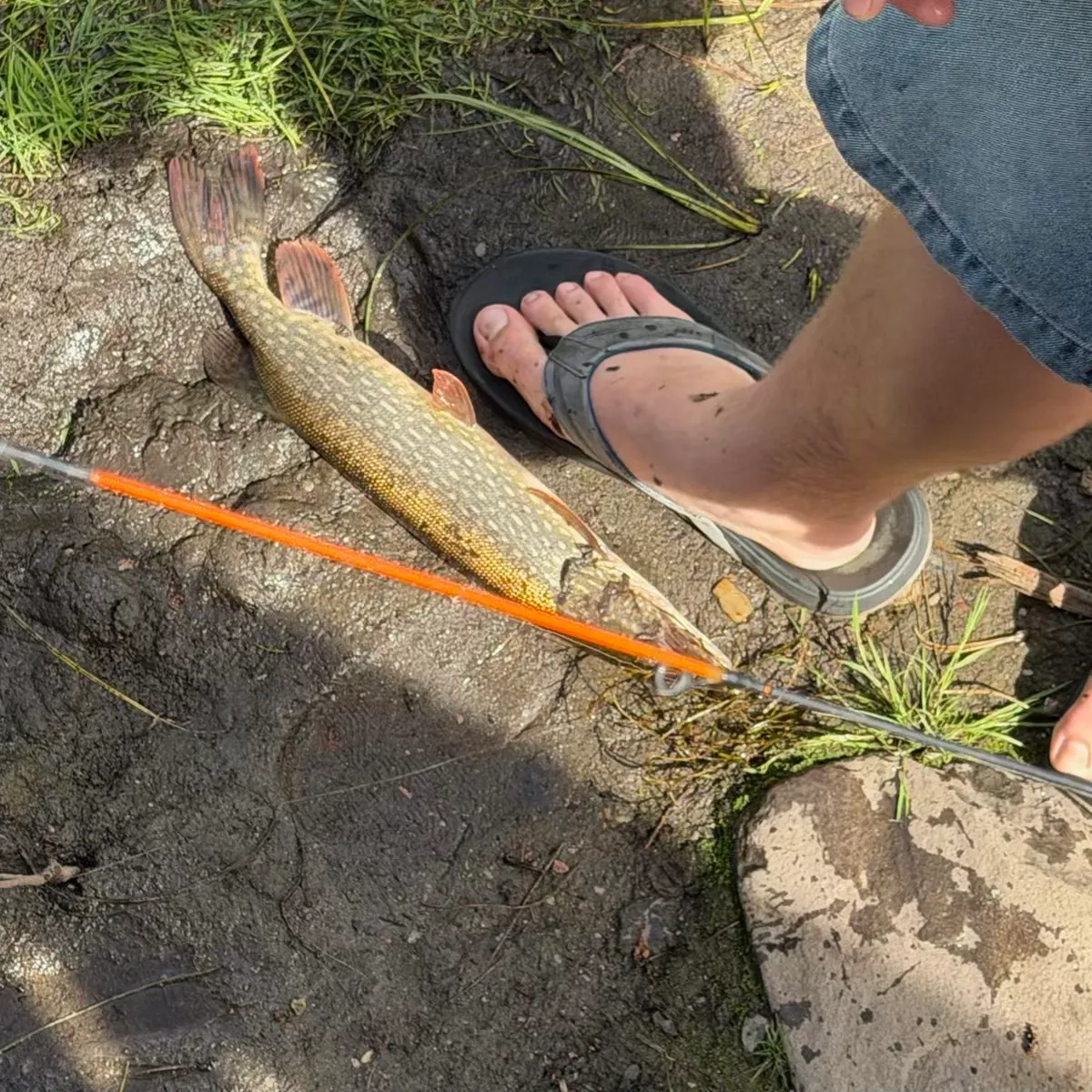 Northern pike caught on Fishbrain