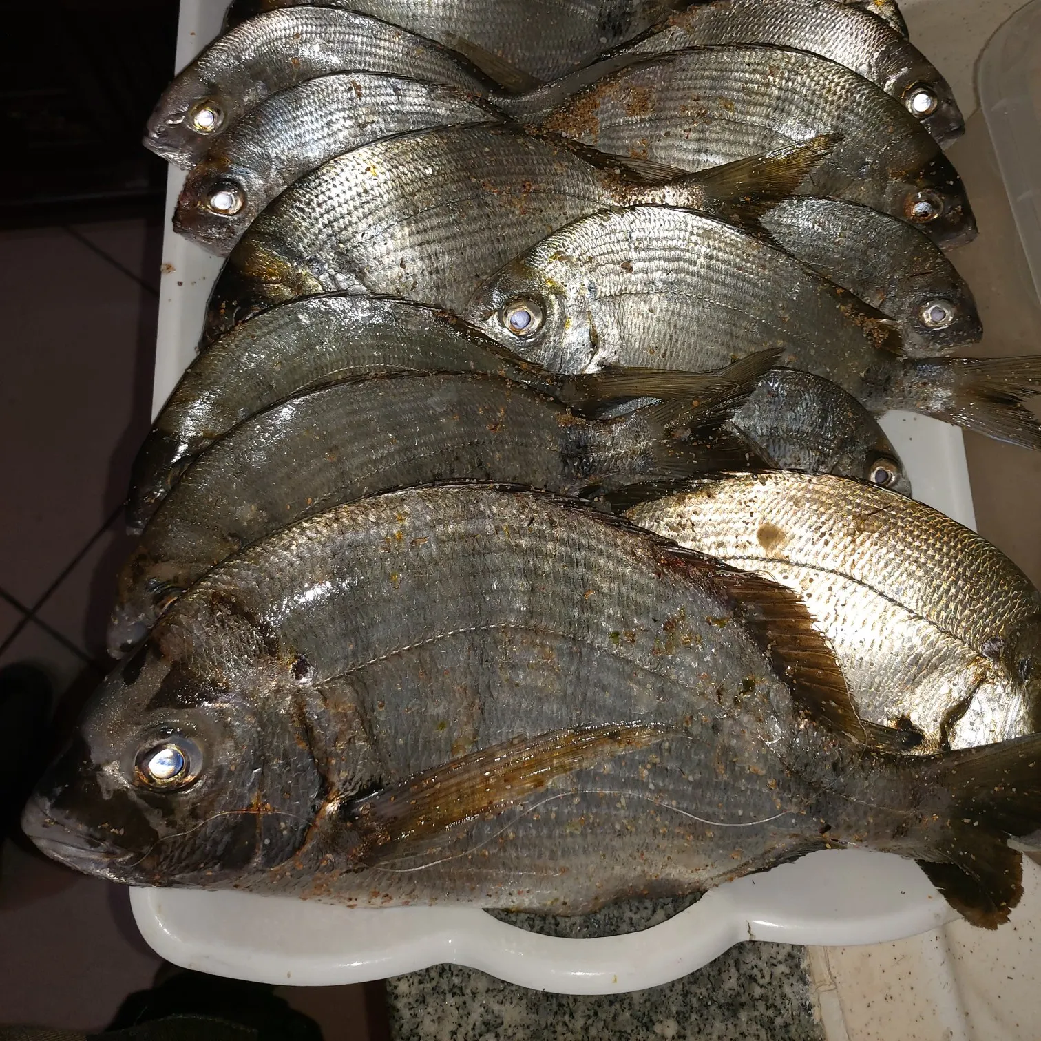 recently logged catches