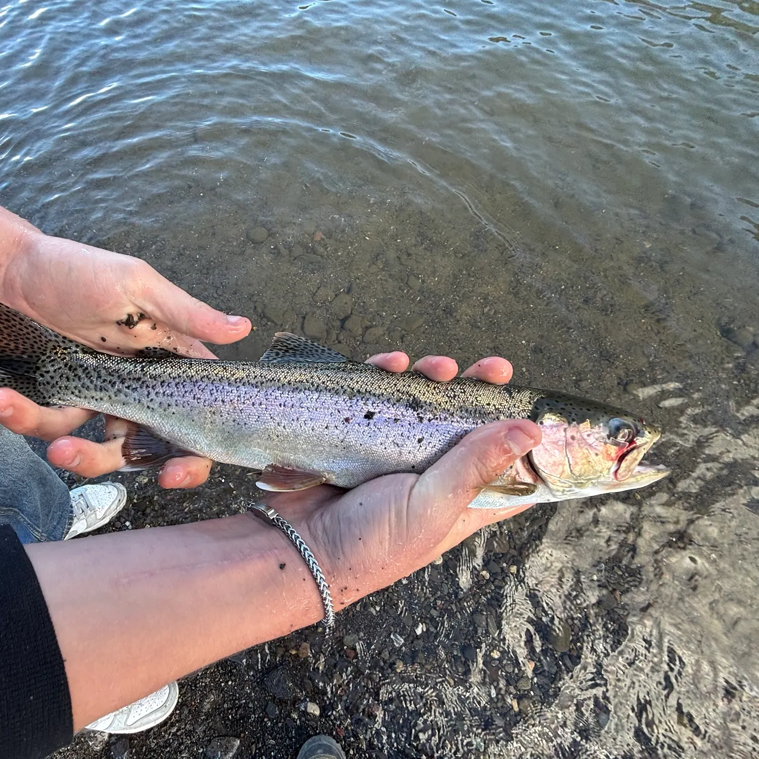 Rainbow trout caught on Fishbrain