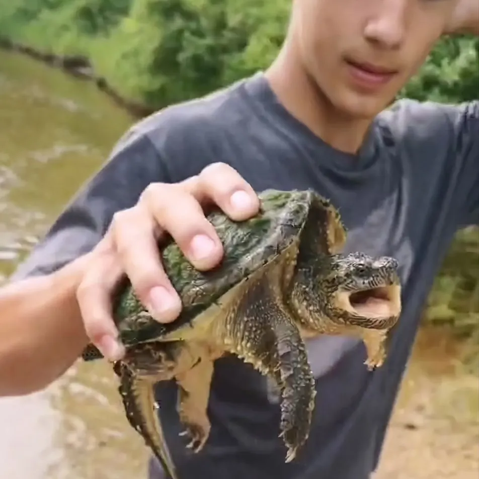 Common snapping turtle caught on Fishbrain