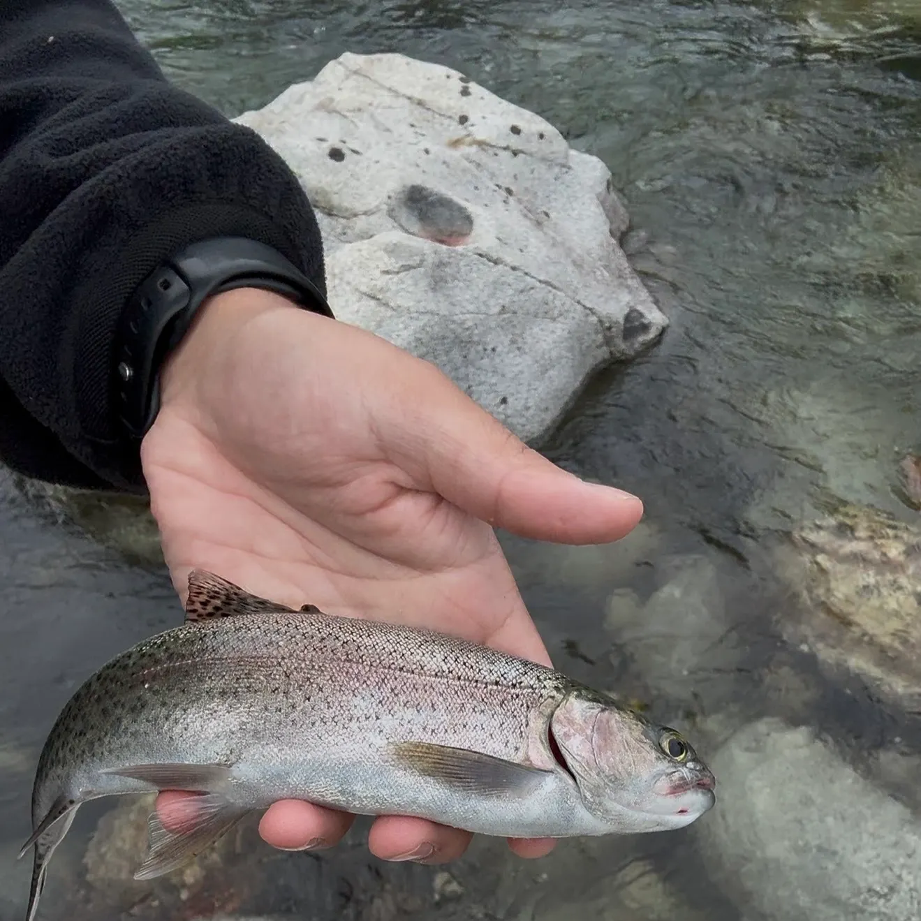 Rainbow trout caught on Fishbrain