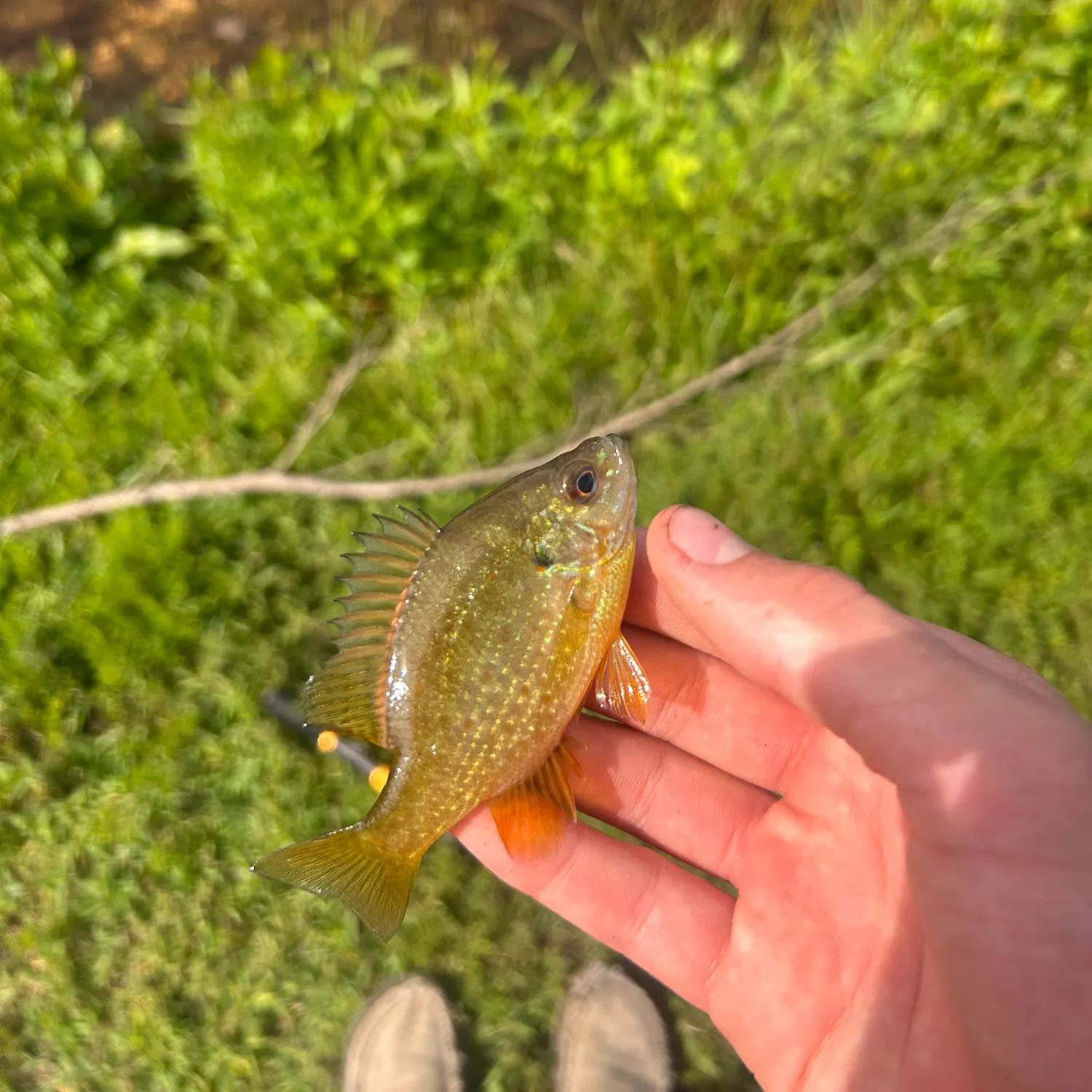 Pumpkinseed caught on Fishbrain