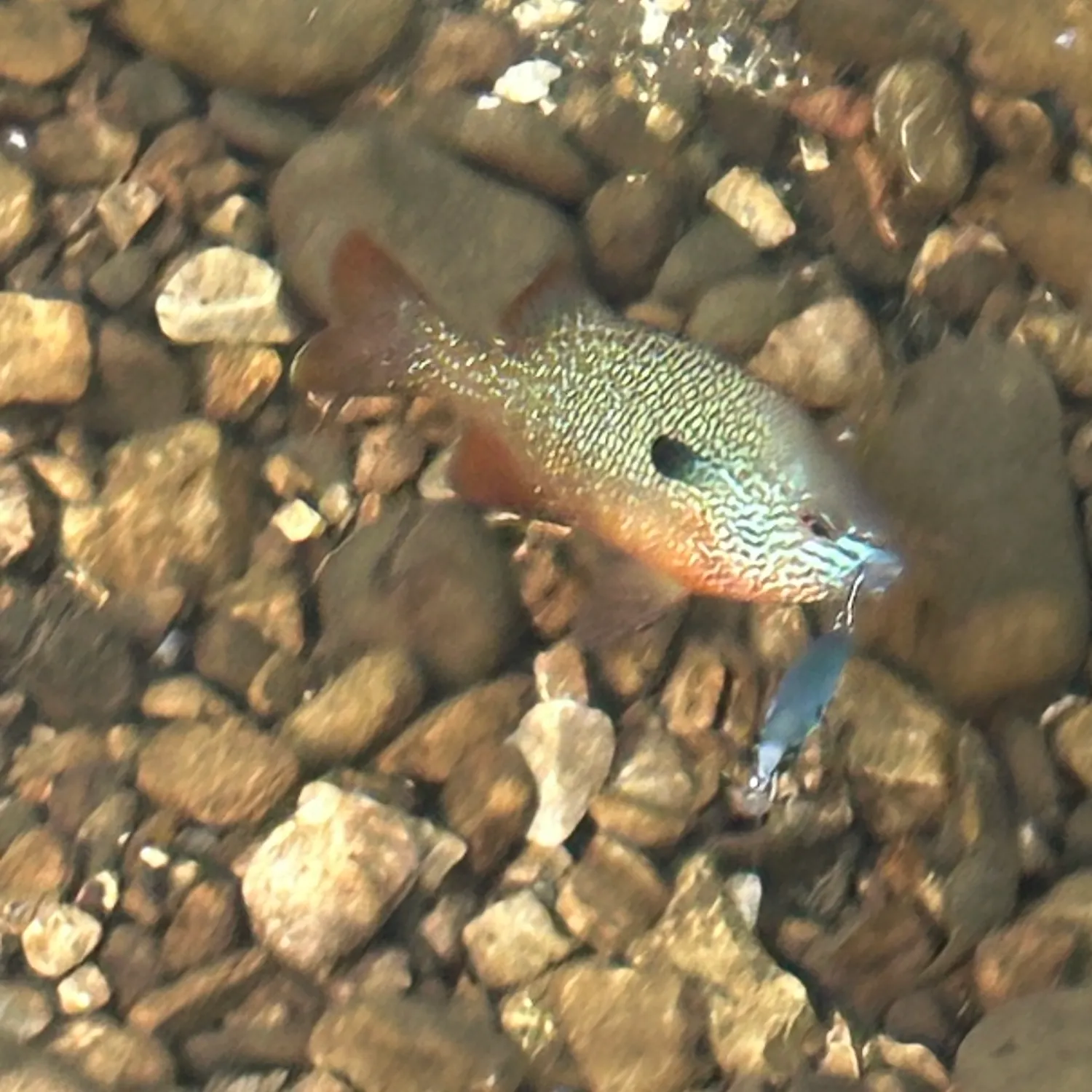 Longear sunfish caught on Fishbrain