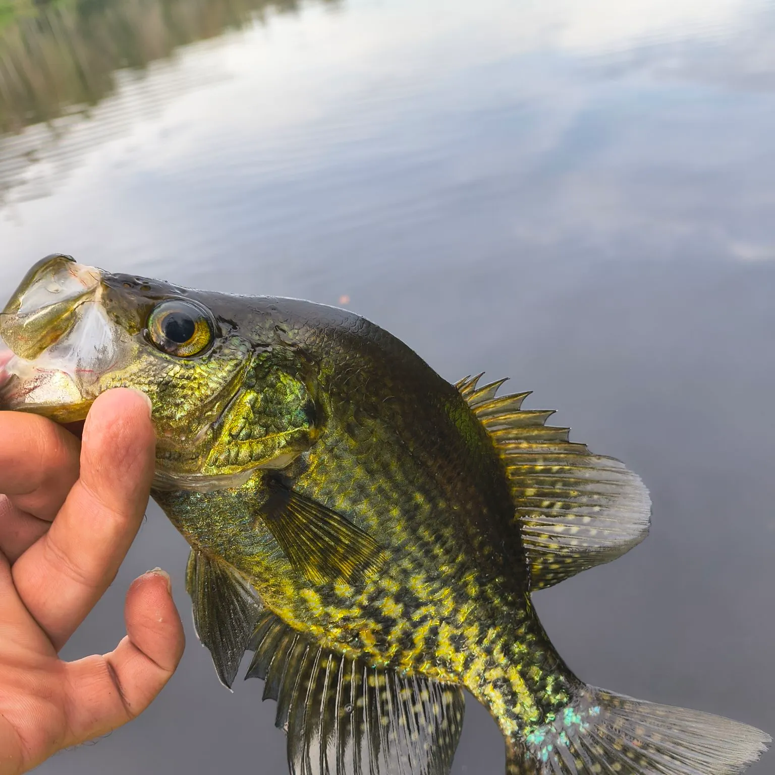 Black crappie caught on Fishbrain
