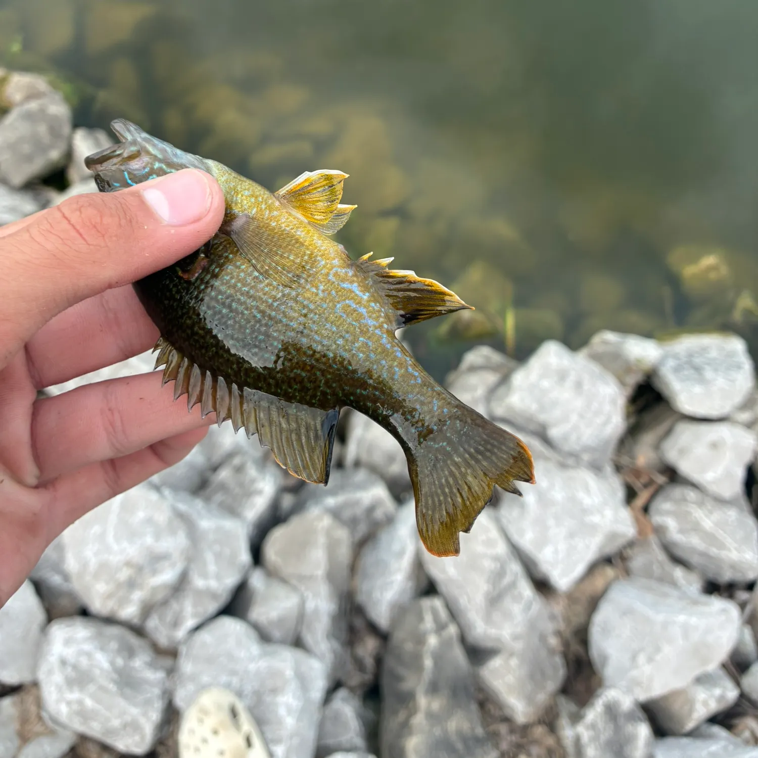 Green sunfish caught on Fishbrain