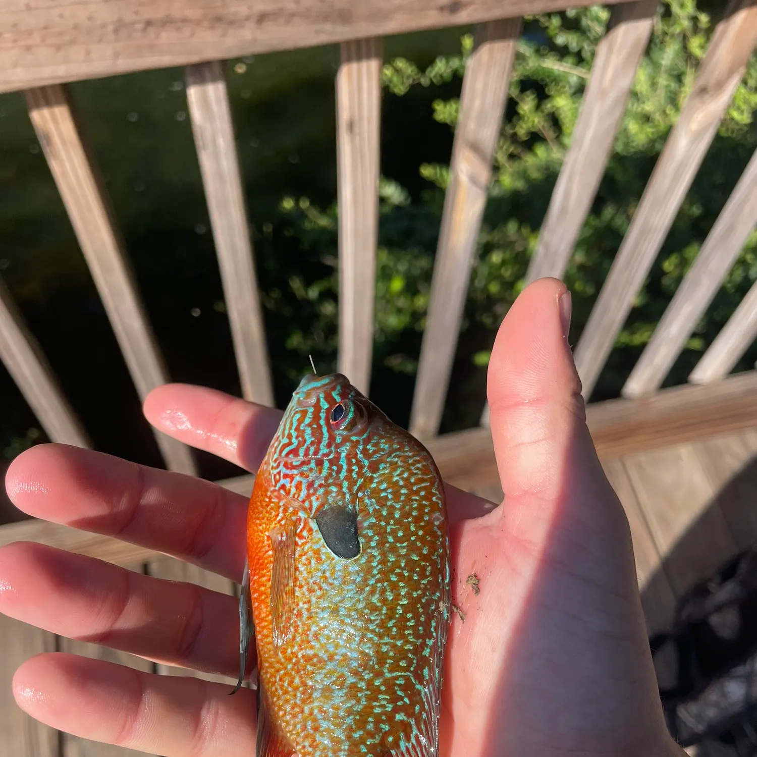 Longear sunfish caught on Fishbrain