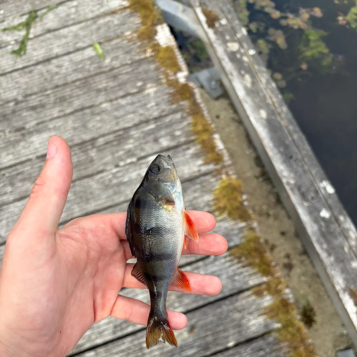 European perch caught on Fishbrain