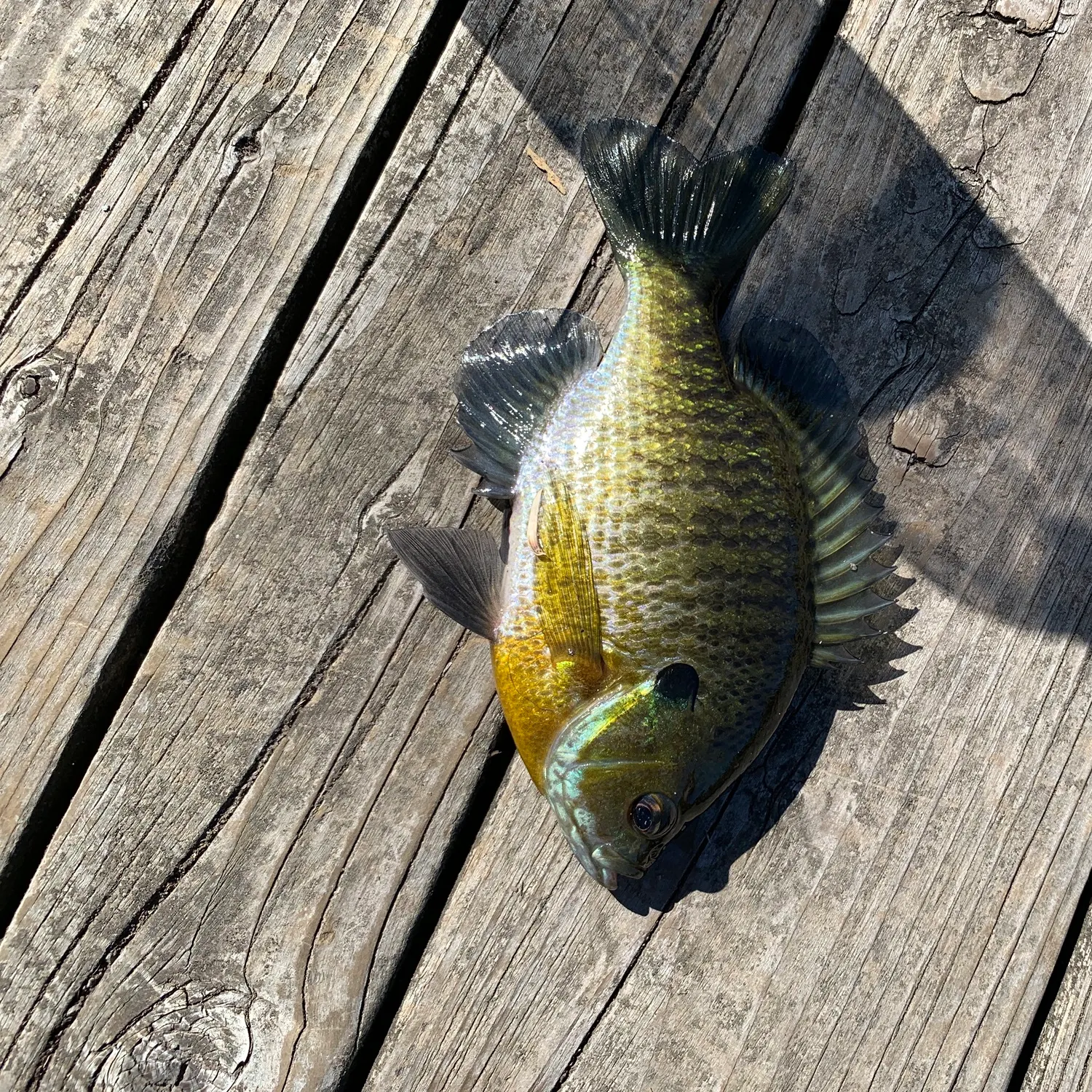 Bluegill caught on Fishbrain