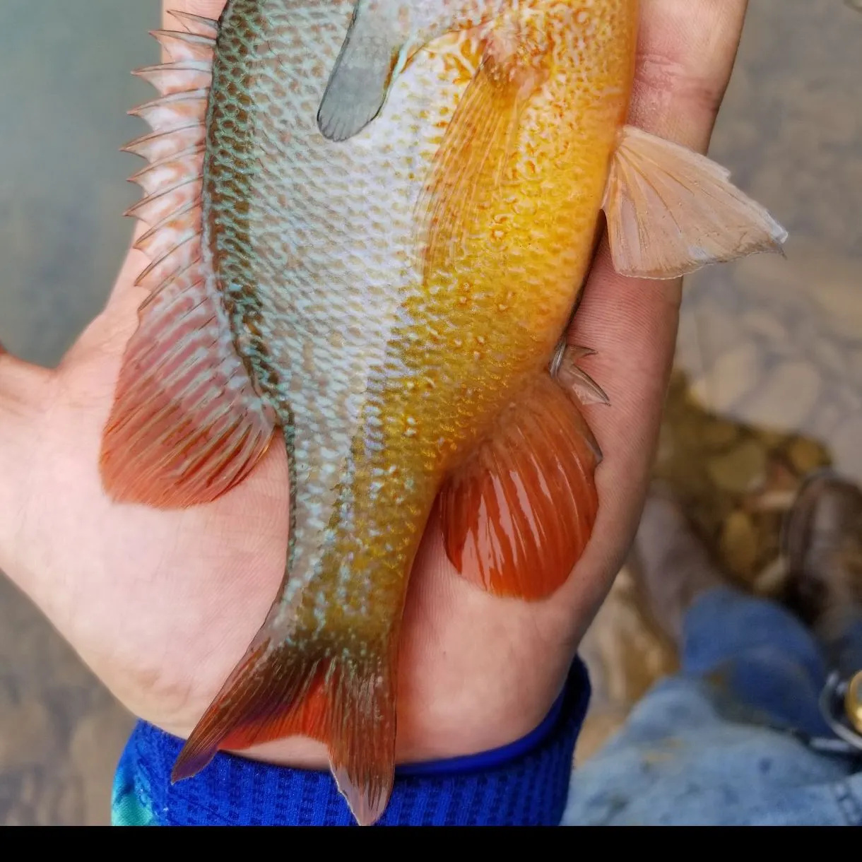 Longear sunfish caught on Fishbrain