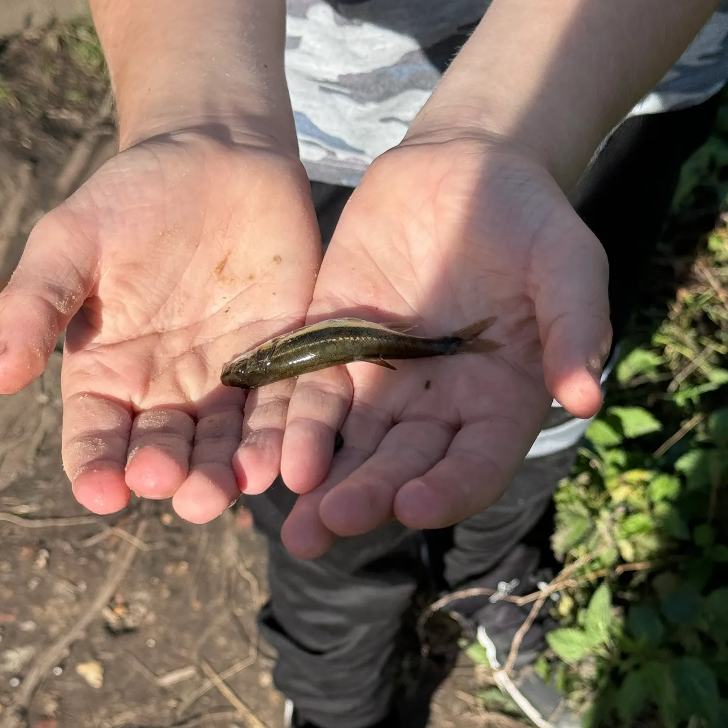 The most popular recent Stargazing minnow catch on Fishbrain