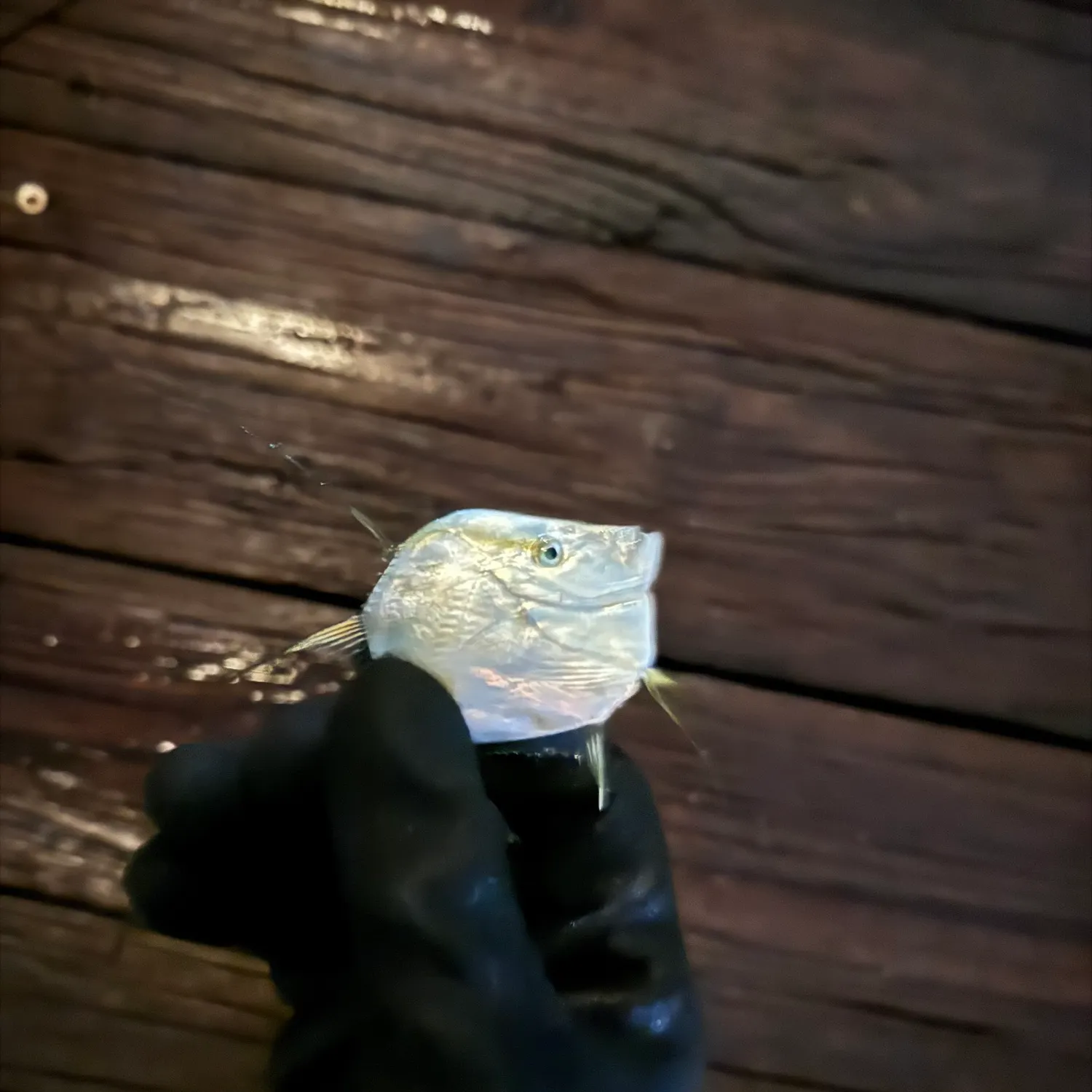 The most recent Lookdown catches on Fishbrain