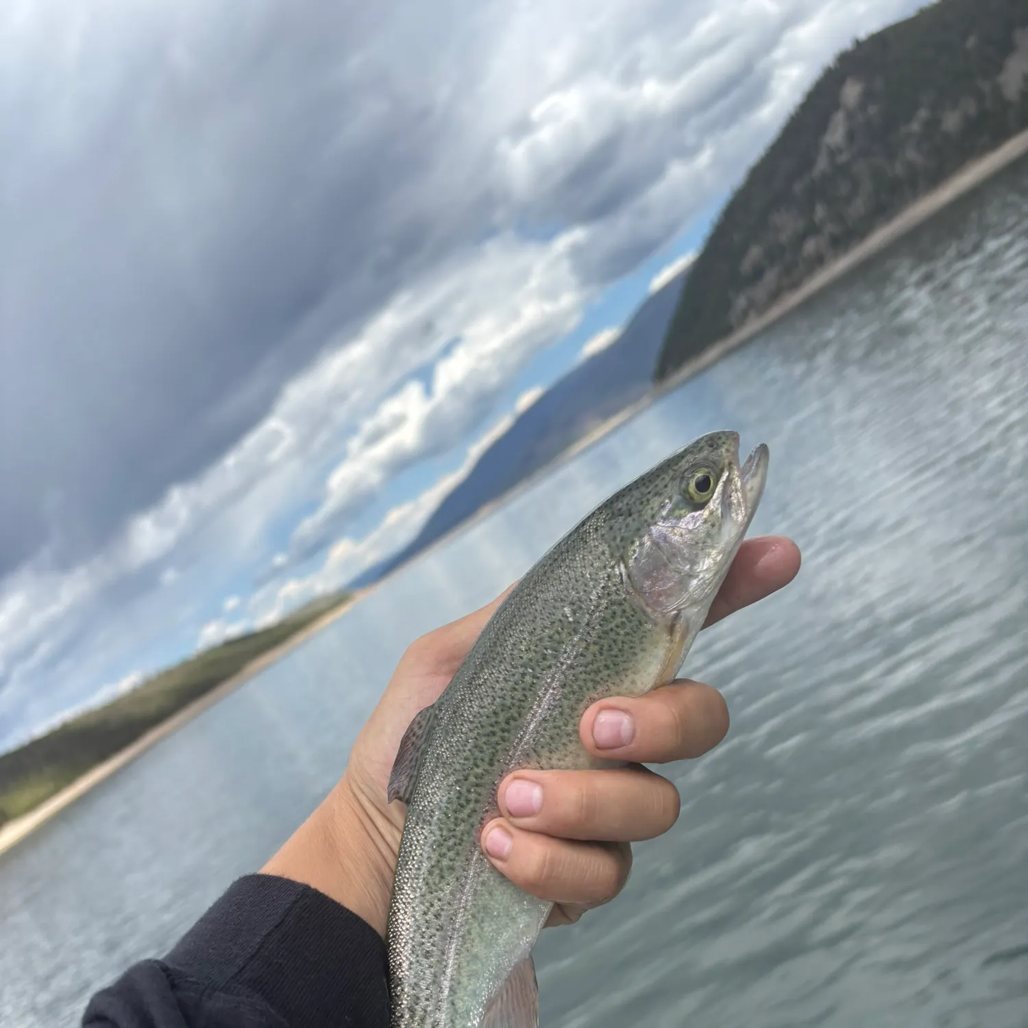 Rainbow trout caught on Fishbrain