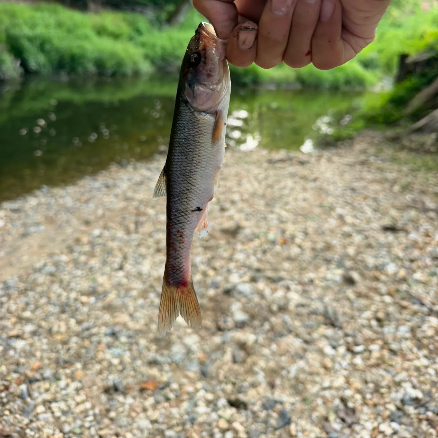 Creek chub caught on Fishbrain