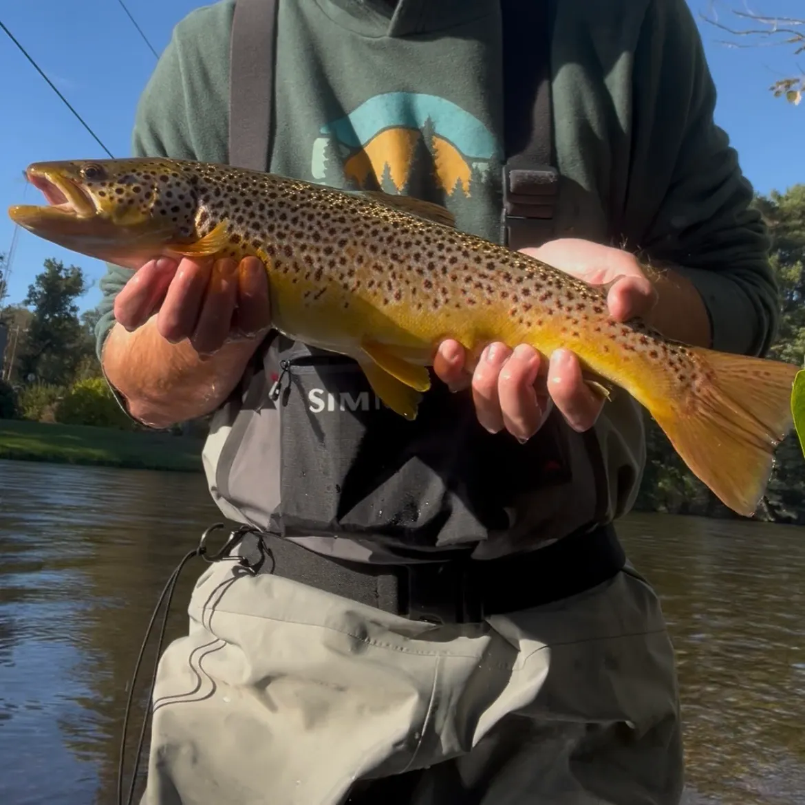 Brown trout caught on Fishbrain