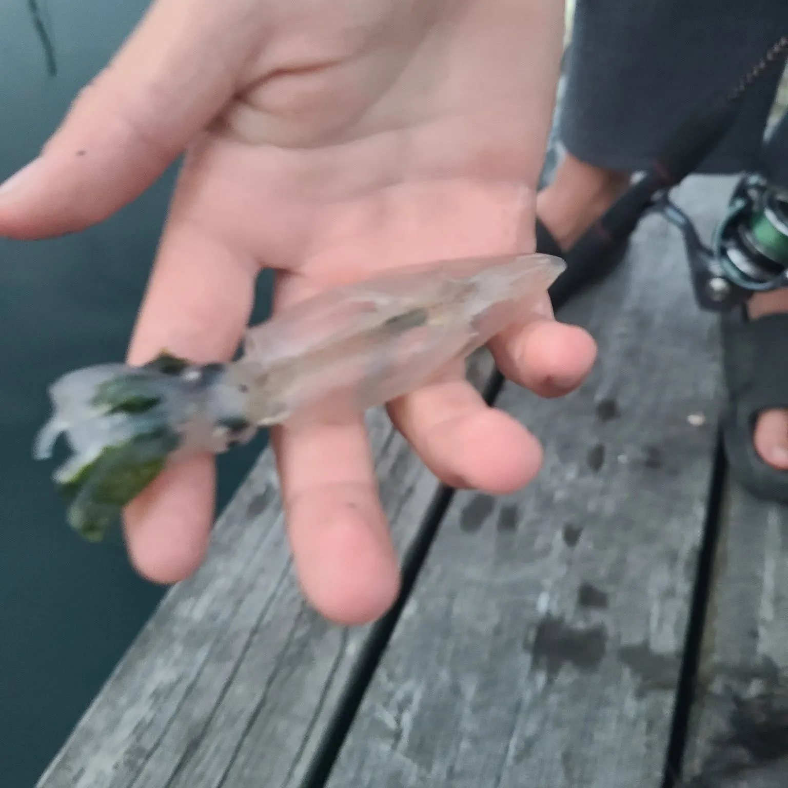 The most recent Longfin inshore squid catches on Fishbrain