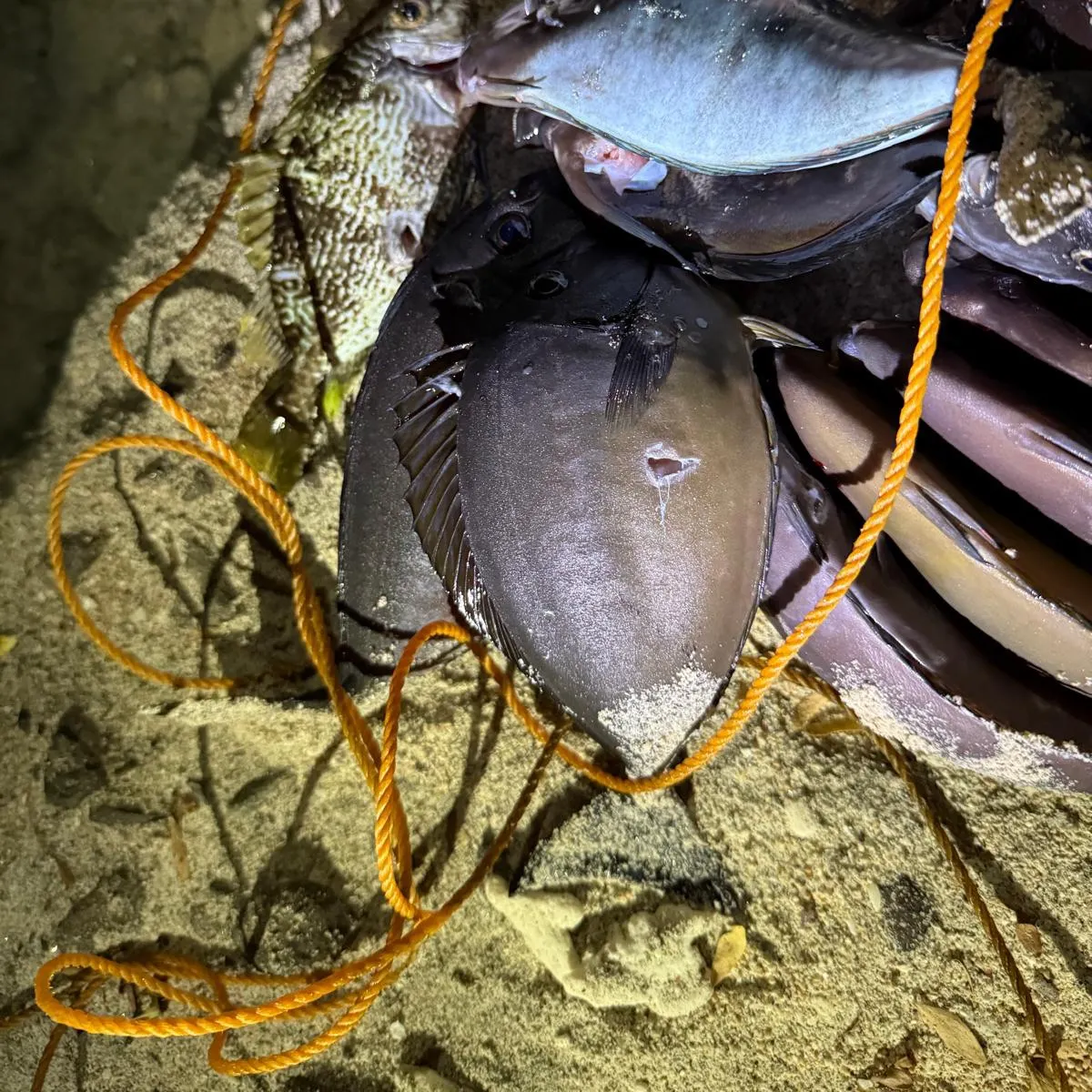 recently logged catches