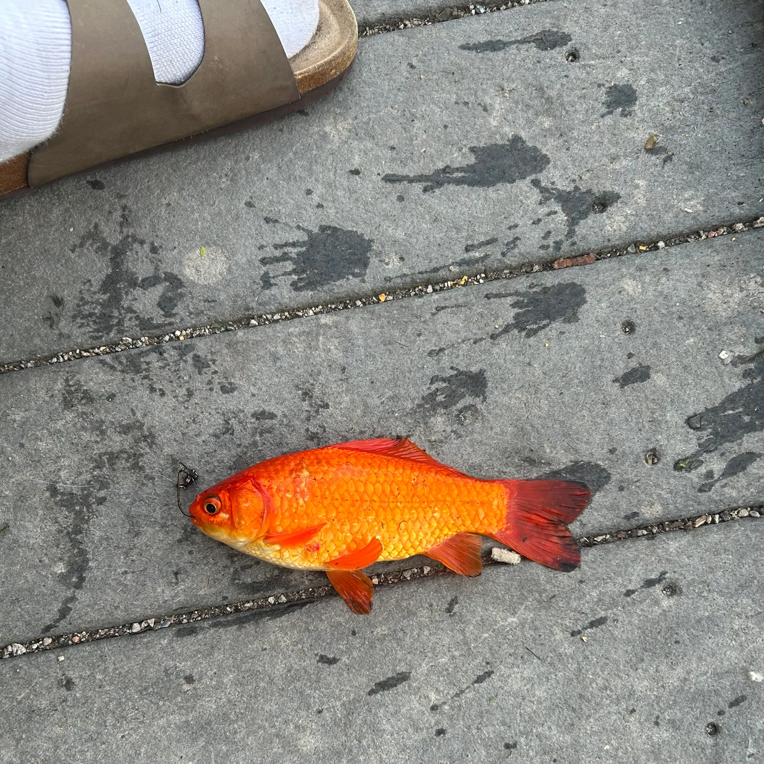 Goldfish caught on Fishbrain