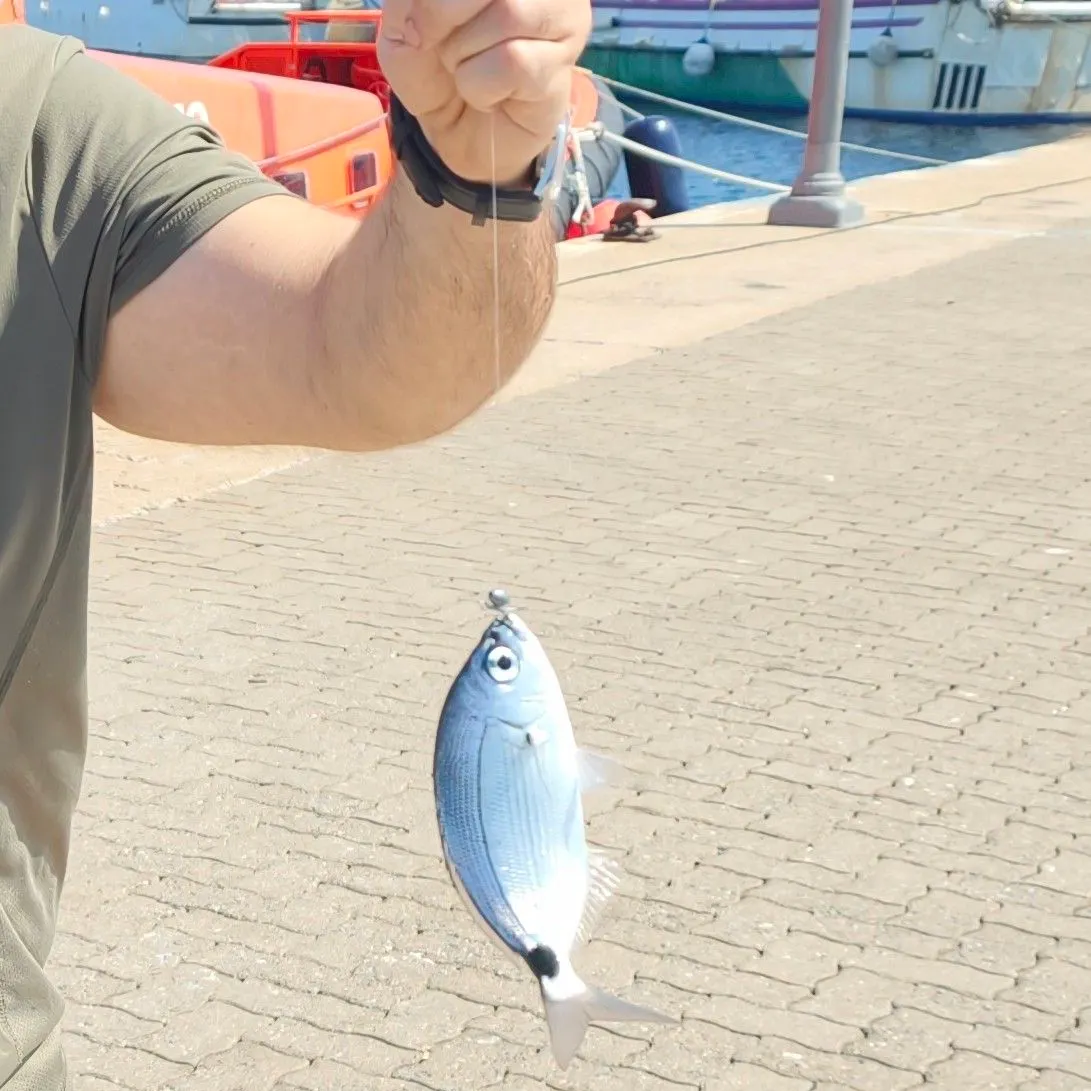 The most recent White seabream catches on Fishbrain