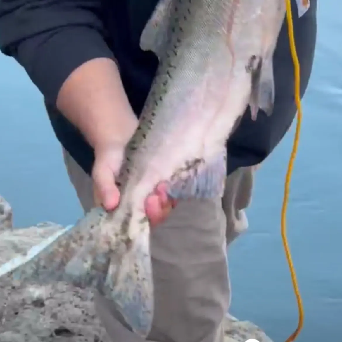 Chinook salmon caught on Fishbrain