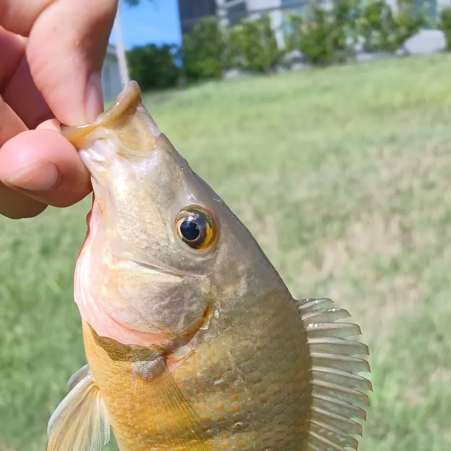The most recent Mayan cichlid catches on Fishbrain