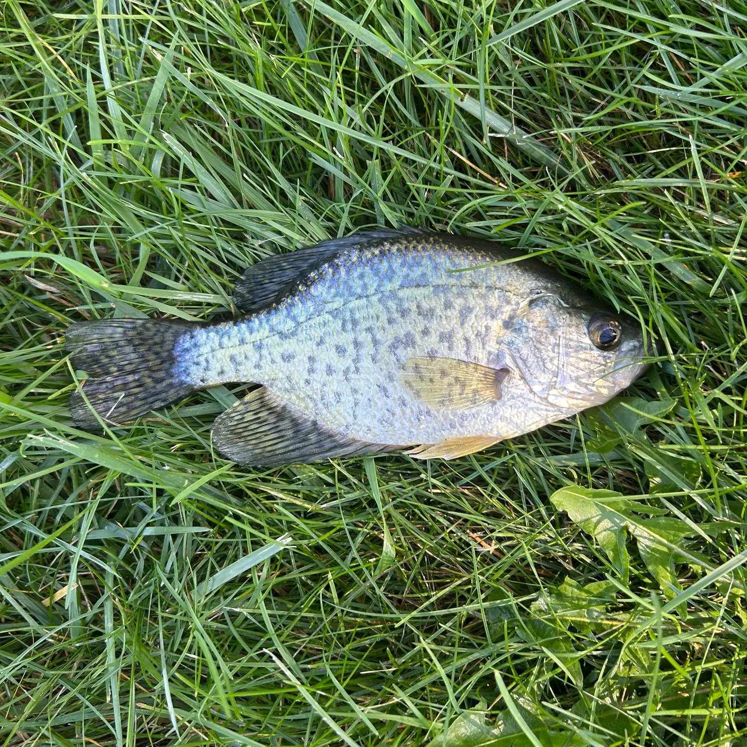 Black crappie caught on Fishbrain
