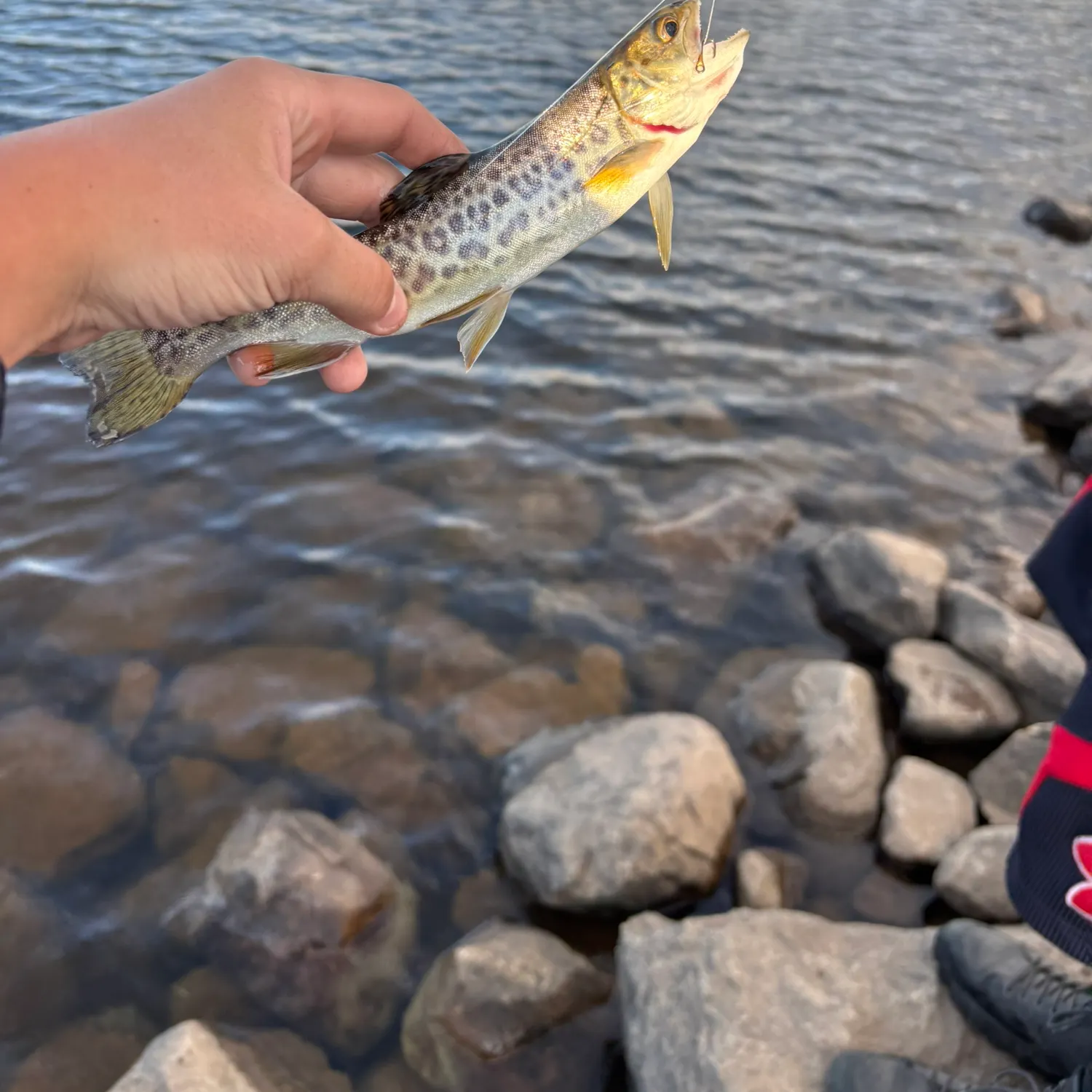 The most recent Tiger trout catches on Fishbrain