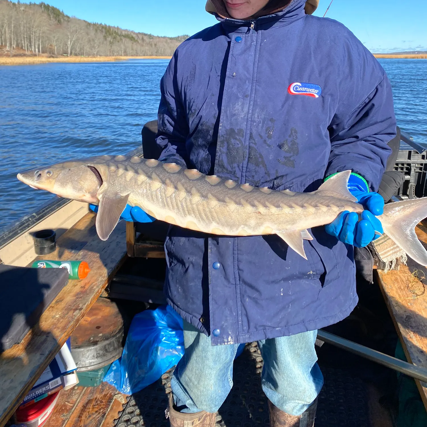 The most recent Shortnose sturgeon catches on Fishbrain